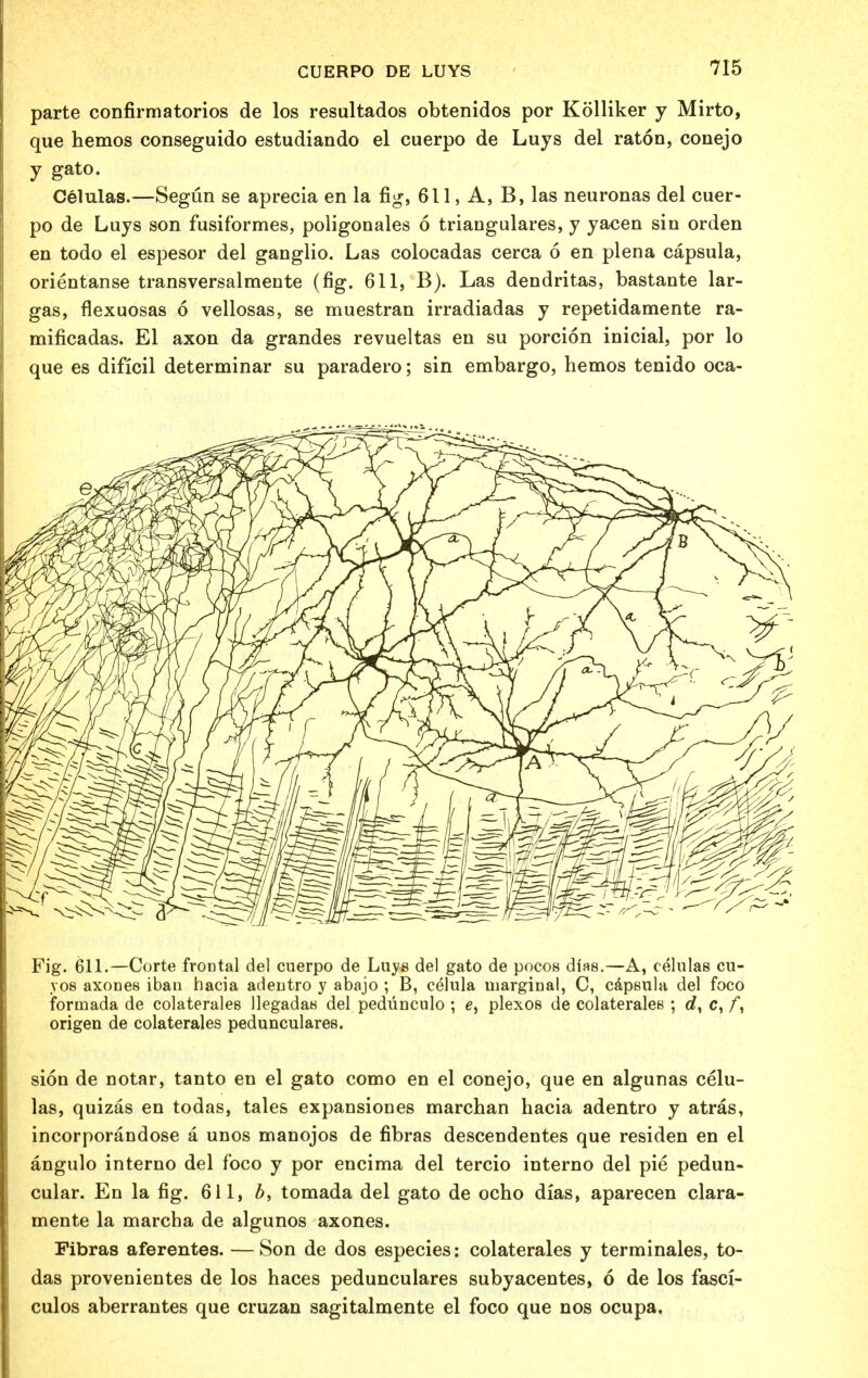 parte confirmatorios de los resultados obtenidos por Kolliker y Mirto, que hemos conseguido estudiando el cuerpo de Luys del raton, conejo y gat0- Celulas.—Segun se aprecia en la fig, 611, A, B, las neuronas del cuer- po de Luys son fusiformes, poligonales 6 triangulares, y yacen sin orden en todo el espesor del ganglio. Las colocadas cerca 6 en plena capsula, orientanse transversalmente (fig. 611, B). Las dendritas, bastante lar- gas, flexuosas 6 vellosas, se muestran irradiadas y repetidamente ra- mificadas. El axon da grandes revueltas en su porcion inicial, por lo que es dificil determinar su paradero; sin embargo, hemos tenido oca- Fig. 611.—Corte frontal del cuerpo de Luys del gato de pocos diss.—A, celulas cu- vos axones iban hacia adeutro y abajo ; B, celula marginal, C, capsula del foco forinada de colaterales llegadas del pedunculo ; e, plexos de colaterales ; c?, c, origen de colaterales pedunculares. sion de notar, tanto en el gato como en el conejo, que en algunas celu- las, quizas en todas, tales expansiones marchan hacia adentro y atras, incorporandose a unos manojos de fibras descendentes que residen en el angulo interno del foco y por encima del tercio interno del pie pedun- cular. En la fig. 611, tomada del gato de ocho dias, aparecen clara- mente la marcha de algunos axones. Fibras aferentes. —Son de dos especies: colaterales y terminales, to- das provenientes de los haces pedunculares subyacentes, 6 de los fasci- culos aberrantes que cruzan sagitalmente el foco que nos ocupa.