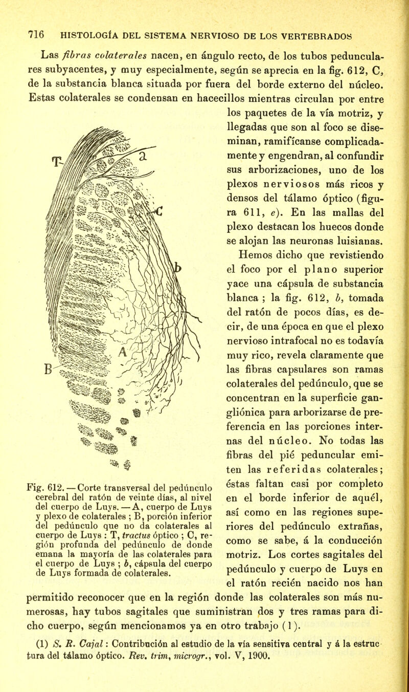 Las fibras colaterales nacen, en angulo recto, de los tubos peduncula- res subyacentes, y muy especialmente, segun se aprecia en la fig. 612, C, de la substancia blanca situada por fuera del borde externo del nucleo. Estas colaterales se condensan en hacecillos mientras circulan por entre los paquetes de la via motriz, y llegadas que son al foco se dise- minan, ramificanse complicada- mente y engendran, al confundir sus arborizaciones, uno de los plexos nerviosos mas ricos y densos del talamo optico (figu- ra 611, e). En las mallas del plexo destacan los huecos donde se alojan las neuronas luisianas. Hemos dicho que revistiendo el foco por el piano superior yace una capsula de substancia blanca ; la fig. 612, b, tomada del raton de pocos dias, es de- cir, de una epoca en que el plexo nervioso intrafocal no es todavia muy rico, revela claramente que las fibras capsulares son ramas colaterales del pedunculo, que se concentran en la superficie gan- glionica para arborizarse de pre- ferencia en las porciones inter- nas del nucleo. No todas las fibras del pie peduncular emi- ten las referidas colaterales; estas faltan casi por completo en el borde inferior de aquel, asi como en las regiones supe- riores del pedunculo extranas, como se sabe, a la conduccion motriz. Los cortes sagitales del pedunculo y cuerpo de Luys en el raton recien nacido nos han permitido reconocer que en la region donde las colaterales son mas nu- merosas, hay tubos sagitales que suministran dos y tres ramas para di- cho cuerpo, segun mencionamos ya en otro trabajo (1). (1) S. i?. Cajal: Contribuci6n al estudio de la via sensitiva central y a la estruc tura del talamo 6ptico. Rev, trim^ microgr., vol. V, 1900. Fig. 612. — Corte transversal del pedunculo cerebral del rat6n de veinte dias, al nivel del cuerpo de Luys.—A, cuerpo de Luys y plexo de colaterales ; B, porci6n inferior del pedunculo que no da colaterales al cuerpo de Luys : T, tractus optico ; C, re- gion profunda del pedunculo de donde emana la mayorfa de las colaterales para el cuerpo de Luys ; capsula del cuerpo de Luys formada de colaterales.