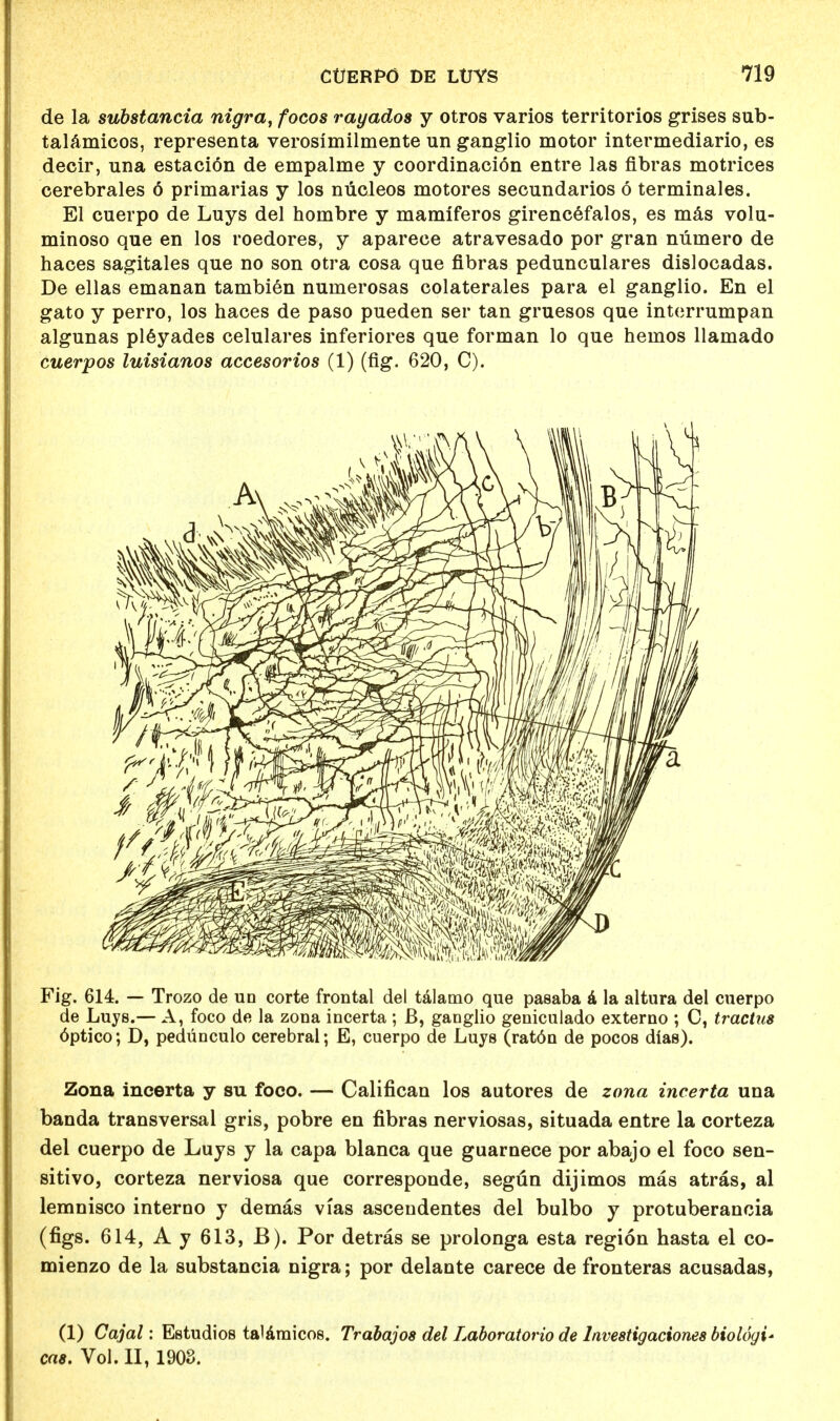 de la substantia nigra, focos rayados y otros varios territories grises sub- talamicos, representa verosimilmente un ganglio motor intermediario, es decir, una estacion de empalme y coordinacion entre las fibras motrices cerebrales 6 primarias y los niicleos motores secundarios 6 terminales. El cuerpo de Luys del hombre y mamiferos girencefalos, es mas volu- minoso que en los roedores, y aparece atravesado por gran nuinero de haces sagitales que no son otra cosa que fibras pedunculares dislocadas. De ellas emanan tambien numerosas colaterales para el ganglio. En el gato y perro, los haces de paso pueden ser tan gruesos que interrumpan algunas pleyades celulares inferiores que forman lo que heinos llamado cuerpos luisianos accesorios (1) (fig. 620, C). Fig. 614. — Trozo de un corte frontal del talamo que pasaba a la altura del cuerpo de Luys.— A, foco de la zona incerta ; B, ganglio geniculado externo ; C, tractus optico; D, pedunculo cerebral; E, cuerpo de Luys (rat6n de pocos dias). Zona incerta y su foco. — Califican los autores de zona incerta una banda transversal gris, pobre en fibras nerviosas, situada entre la corteza del cuerpo de Luys y la capa blanca que guarnece por abajo el foco sen- sitivo, corteza nerviosa que corresponde, segun dijimos mas atras, al lemnisco interno y demas vias ascendentes del bulbo y protuberancia (figs. 614, A y 613, B). Por detras se prolonga esta region hasta el co- mienzo de la substancia nigra; por delante carece de fronteras acusadas, (1) Cajal: Estudios talaraicos. Trabajos del Laboratorio de Investigaciones biologi* ens. Vol.11, 1903.