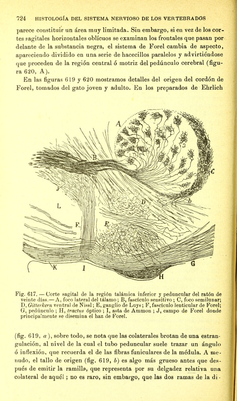 parece constituir un area muy limitada. Sin embargo, si en vez de los cor- tes sagitales horizontals oblicuos se examinan los frontales que pasan por delante de la substancia negra, el sistema de Forel cambia de aspecto, apareciendo dividido en una serie de hacecillos paralelos y advirtiendose que proceden de la region central 6 motriz del pedunculo cerebral (figu- ra 620, A). En las figuras 619 y 620 mostramos detalles del origen del cordon de Forel, tornados del gato joven y adulto. En los preparados de Ehrlich Fig. 617. — Corte eagital de la regi6n talamica inferior y peduncular del rat6n de veinte dias.—A, foco lateral del talamo; B, fasciculo eensitivo ; C, foco semiluuar; D, Gitterkern ventral de Nissl; E, ganglio de Luys; F, faRclculo lenticular de Forel; G, pedunculo ; H, tractus 6ptico ; I, asta de Ammon ; J, campo de Forel donde principalmente ee disemina el haz de Forel. (fig. 619, a), sobre todo, se nota que las colaterales brotan de una estran- gulacion, al nivel de la cual el tubo peduncular suele trazar un angulo 6 inflexion, que recuerda el de las fibras funiculares de la medula. A me- nudo, el tallo de origen (fig. 619, b) es algo mas grueso antes que des- pues de emitir la ramilla, que representa por su delgadez relativa una colateral de aquel ; no es raro, sin embargo, que las dos ramas de la di -