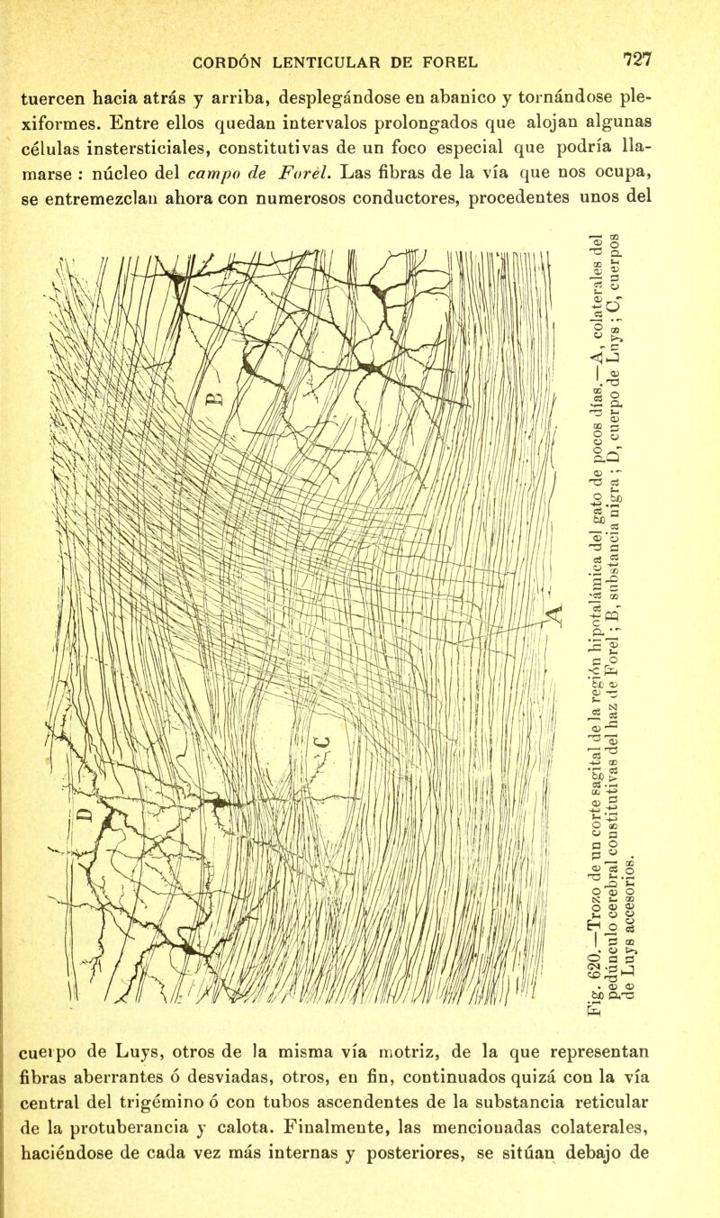 tuercen hacia atras y arriba, desplegandose en abanico y tornandose ple- xiformes. Entre ellos quedan intervalos prolongados que alojan algunas celulas instersticiales, constitutivas de un foco especial que podria 11a- marse : nucleo del campo de Forel. Las fibras de la via que nos ocupa, se entremezclau ahora con numerosos conductores, procedentes unos del 3 3 £V '. T3 £ o -73 si 0) (B r- 8 « -2 Ji? too ~ _ * 03 'o t3 a -c3 GO CO a o O 03 o ,£! h O <33 O k ^ 23 O <D >H 3 o O cS P3 CD . o >» cueipo de Luys, otros de la misma via motriz, de la que representan fibras aberrantes 6 desviadas, otros, en fin, continuados quiza con la via central del trigemino 6 con tubos ascendentes de la substancia reticular de la protuberancia y calota. Finalmente, las menciouadas colaterales, haciendose de cada vez mas internas y posteriores, se situan debajo de