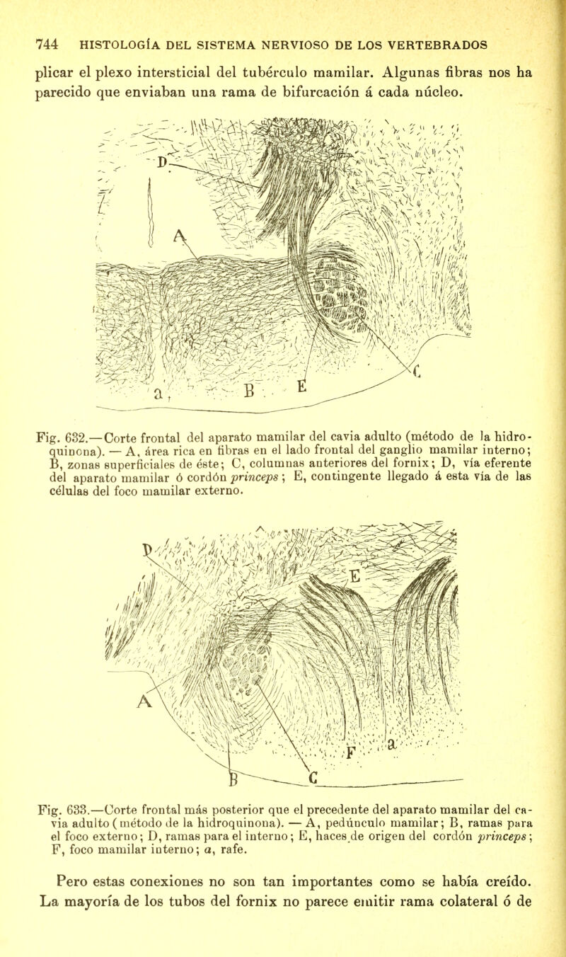 plicar el plexo intersticial del tuberculo mamilar. Algunas fibras nos ha parecido que enviaban una rama de bifurcacion a cada nucleo. Fig. 632.—Corte frontal del aparato mamilar del cavia adulto (metodo de la hidro- quinona). — A, area rica en tibras en el lado frontal del ganglio mamilar interno; B, zonas superficiales de este; C, columnas anteriores del fornix; D, via eferente del aparato mamilar 6 cord6n princeps; E, contingente llegado a esta via de las celulas del foco mamilar externo. Fig. 633.—Corte frontal mas posterior que el precedente del aparato mamilar del ca- via adulto(metodo de la hidroquinona). —A, pediinculo mamilar; B, ramas para el foco externo; D, ramas para el interno; E, haces de origeo del cordon princeps; F, foco mamilar interno; a, rafe. Pero estas conexiones no son tan importantes como se habia creido. La mayoria de los tubos del fornix no parece emitir rama colateral 6 de