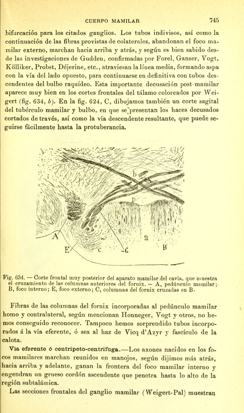 bifurcacion para los citados ganglios. Los tubos indivisos, asi como la continuacion de las fibras provistas de colaterales, abandonan el foco ma- milar externo, marchan hacia arriba y atras, y segtin es bien sabido des- de las investigaciones de Gudden, confirmadas por Forel, Ganser, Vogt, Kolliker, Probst, Dejerine, etc., atraviesan la linea media, formando aspa con la via del lado opuesto, para continuarse en definitiva con tubos des- cendentes del bulbo raquideo. Esta importante decusacion post-mamilar aparece muy bien en los cortes frontales del talamo coloreados por Wei- gert (fig. 634, b). En la fig. 624, C, dibujamos tambien un corte sagital del tuberculo mamilar j bulbo, en que se^presentan los haces decusados cortados detraves, asi como la via descendente resultante, que puede se- guirse facilmente hasta la protuberancia. Fig. 634. — Corte frontal muy posterior del aparato mamilar del cavia, que muestra el cruzamiento de las columnas anteriores del fornix. — A, pedunculo mamilar; B, foco interno; E, foco externo; C, columnas del fornix cruzadas en B. Fibras de las columnas del fornix incorporadas al pedunculo mamilar homo y contralateral, segtin mencionan Honneger, Vogt y otros, no ne- mos conseguido reconocer. Tampoco hemos sorprendido tubos incorpo- rados a la via eferente, 6 sea al haz de Vicq d'Azyr y fasciculo de la [ calota. Via eferente 6 centripeto-centrifuga.—Los axones nacidos en los fo- icos mamilares marchan reunidos en manojos, segun dijimos mas atras, ihacia arriba y adelante, ganan la frontera del foco mamilar interno y engendran un grueso cordon ascendente que penetra hasta lo alto de la region subtalamica. Las secciones frontales del ganglio mamilar (Weigert-Pal) muestraq