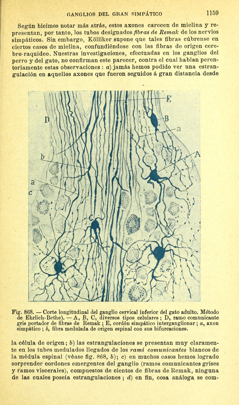 Segun hicimos notar mas atras, estos axones careoen de mielina y re- presentan, por tanto, los tubos designados fibras de Remak de los nervios siinpaticos. Sin embargo, Kolliker supone que tales fibras ciibrense en ciertos casos de mielina, confundiendose con las fibras de origen cere- bro-raquideo. Nuestras investigaoiones, efectuadas en los ganglios del perro y del gato, no oonfirman este parecer, contra el cual hablan peren- toriamente estas observaciones : a) jamas nemos podido ver una estran- gulacion en aquellos axones que fueron seguidos a gran distancia desde Fig. 868. — Corte loDgitudinal del ganglio cervical inferior del gato adulto. Metodo de Ehrlich-Bethe). — A, B, C, diversos tipos celulares ; D, ramo comunicante gris portador de fibras de Remak ; E, cord6n simpatico interganglionar; a, axon simpatico ; b, fibra medulada de origen espinal con sub bifurcaciones. la celula de origen; 6) las estrangulaciones se presentan muy claramen- te en los tubos medulados llegados de los rami comunicantes blancos de la medula espinal (vease fig. 868, b)\ c) en muchos casos hemos logrado sorprender cordones emergentes del ganglio (ramos comunicantes grises y ramos viscerales), compuestos de cientos de fibras de Remak, ninguna de las cuales poseia estrangulaciones ; d) en fin, cosa analoga se com-