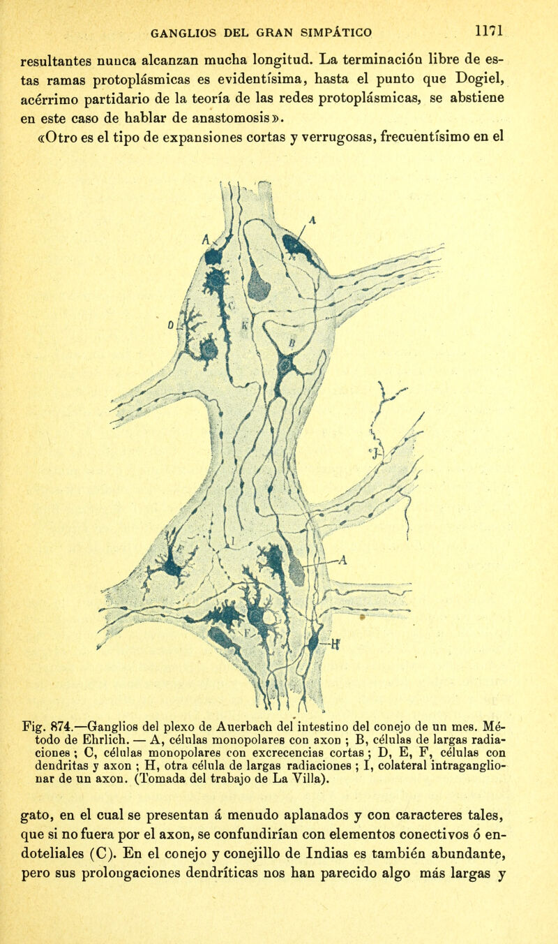 resultantes nunca alcanzan mucha longitud. La terminacion libre de es- tas ramas protoplasmicas es evidentfsima, hasta el punto que Dogiel, acerrimo partidario de la teoria de las redes protoplasmicas, se abstiene en este caso de hablar de anastomosis)). «Otro es el tipo de expansiones cortas y verrugosas, frecuentisimo en el Fig. 874.—Ganglios del plexo de Auerbach del intestino del conejo de un mes. Me- todo de Ehrlich. — A, celulas monopolares con axon ; B, celulas de largas radia- ciones ; C, celulas monopolares con excrecencias cortas ; D, E, F, celulas con dendritas y axon ; H, otra celula de largas radiaciones ; I, colateral intraganglio- nar de un axon. (Tomada del trabajo de La Villa). gato, en el cual se presentan a menudo aplanados y con caracteres tales, que si no fuera por el axon, se confundirian con elementos conectivos 6 en- doteliales (C). En el conejo y conejillo de Indias es tambien abundante, pero sus prolongaciones dendriticas nos han parecido algo mas largas y