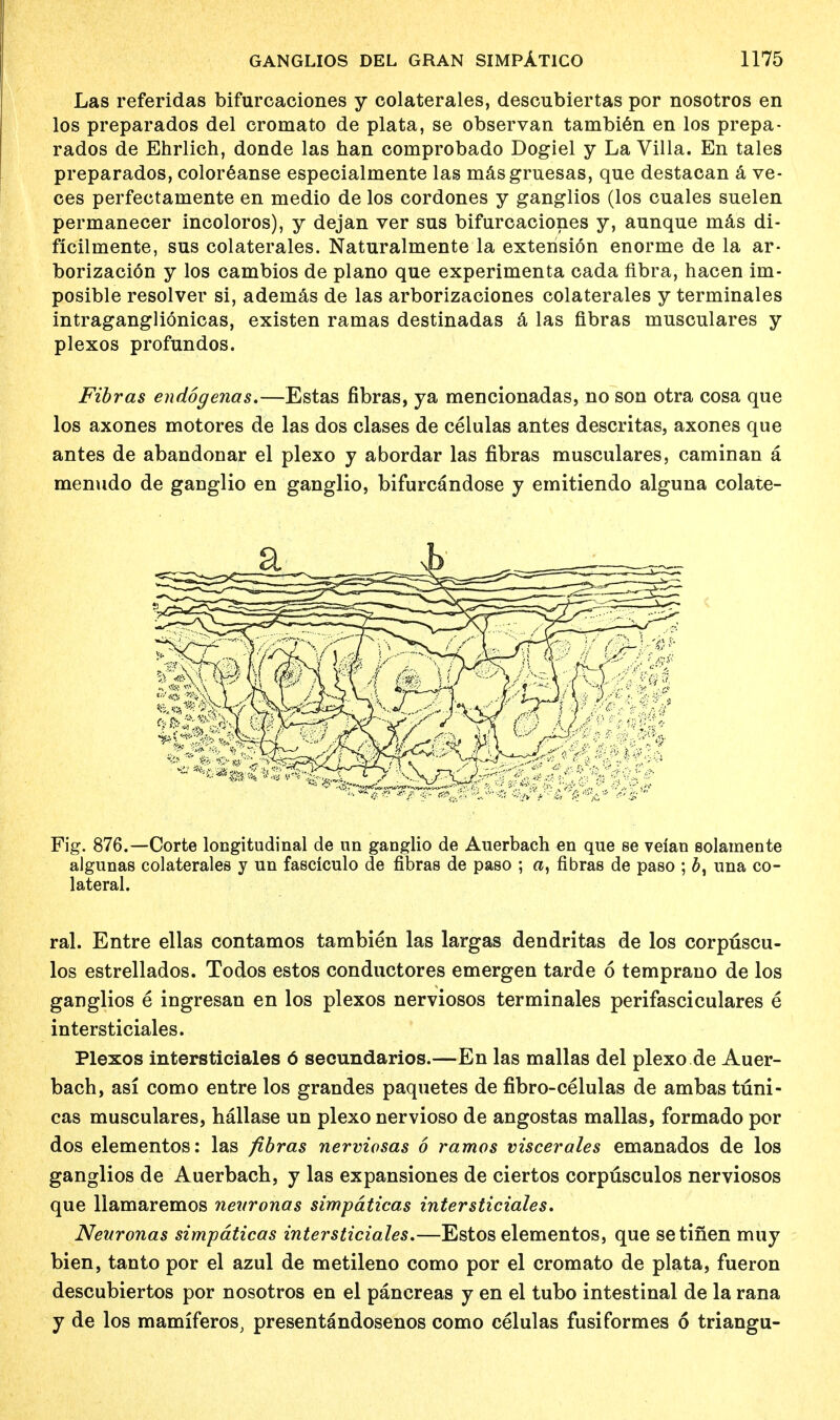 Las referidas bifurcaciones y colaterales, descubiertas por nosotros en los preparados del cromato de plata, se observan tambi6n en los prepa- rados de Ehrlich, donde las nan comprobado Dogiel y La Villa. En tales preparados, coloreanse especialmente las masgruesas, que destacan a ve- ces perfeetamente en medio de los cordones y ganglios (los cuales suelen permanecer incoloros), y dejan ver sus bifurcaciones y, aunque mas di- ficilmente, sus colaterales. Naturalmente la extension enorme de la ar- borizacion y los cambios de piano que experimenta cada flbra, hacen im- posible resolver si, adeinas de las arborizaciones colaterales y terminales intraganglionicas, existen ramas destinadas a las fibras musculares y plexos profundos. Fibras endogenas.—Estas fibras, ya mencionadas, no son otra cosa que los axones motores de las dos clases de celulas antes descritas, axones que antes de abandonar el plexo y abordar las fibras musculares, caminan a menudo de ganglio en ganglio, bifurcandose y emitiendo alguna colate- Fig. 876.—Corte longitudinal de un ganglio de Auerbach en que se veian solamente algunas colaterales y un fasciculo de fibras de paso ; a, fibras de paso ; una co- lateral. ral. Entre ellas contamos tambien las largas dendritas de los corpuscu- los estrellados. Todos estos conductores emergen tarde 6 temprano de los ganglios e ingresan en los plexos nerviosos terminales perifasciculares e intersticiales. Plexos intersticiales 6 secundarios.—En las mallas del plexo de Auer- bach, asi como entre los grandes paquetes de fibro-celulas de ambas tuni- cas musculares, hallase un plexo nervioso de angostas mallas, formado por dos elementos: las fibras nerviosas 6 ramos viscerales emanados de los ganglios de Auerbach, y las expansiones de ciertos corpusculos nerviosos que llamaremos nearonas simpdticas intersticiales. Neuronas simpdticas intersticiales.—Estos elementos, que setinen muy bien, tanto por el azul de metileno como por el cromato de plata, fueron descubiertos por nosotros en el pancreas y en el tubo intestinal de la rana y de los mamiferos, presentandosenos como celulas fusiformes 6 triangu-