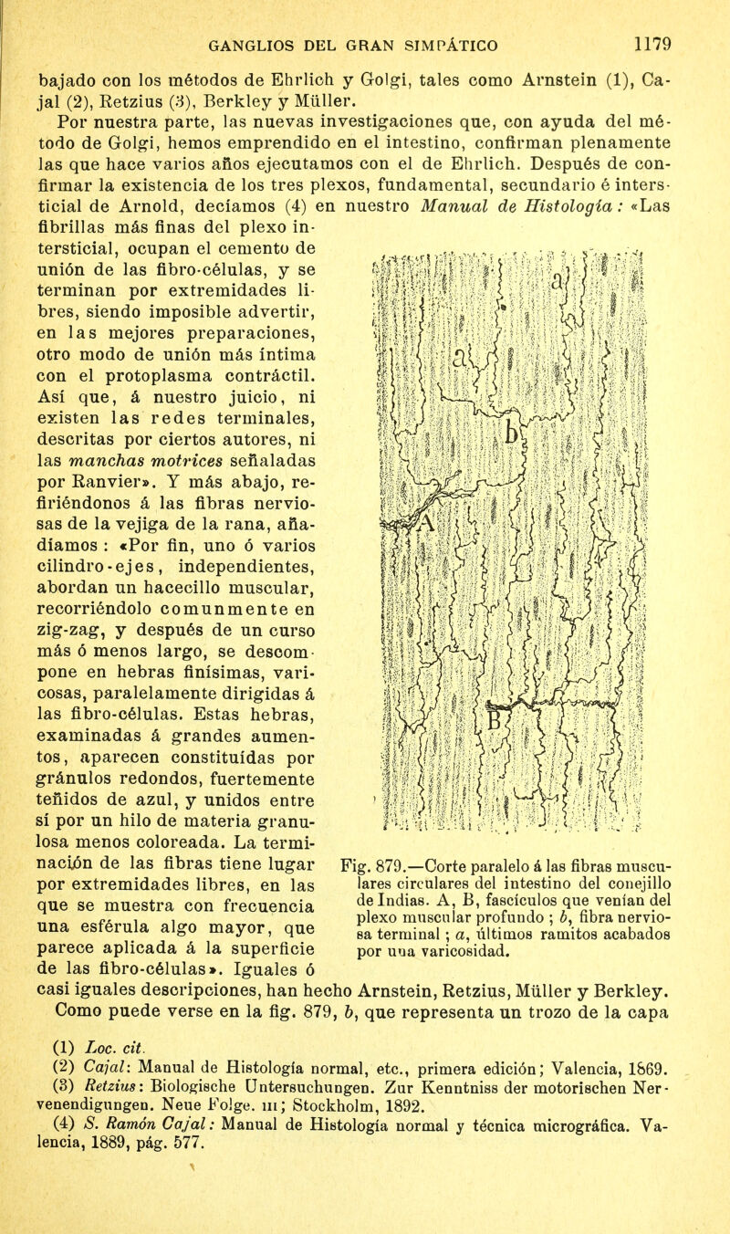 bajado con los inetodos de Ehrlich y Golgi, tales como Arnstein (1), Ca- jal (2), Retzius (3), Berkley y Mtiller. Por nuestra parte, las nuevas investigaciones que, con ayuda del me- todo de Golgi, hemos emprendido en el intestino, conftrman plenamente las que hace varios afios ejecutamos con el de Ehrlich. Despues de con- firmar la existencia de los tres plexos, fundamental, secundario e inters- ticial de Arnold, deciamos (4) en nuestro Manual de Histologia: «Las fibrillas mas finas del plexo in- tersticial, ocupan el cemento de union de las fibro-celulas, y se terminan por extremidades li- bres, siendo imposible advertir, en las mejores preparaciones, otro modo de union mas intima con el protoplasma contractil. Asi que, a nuestro juicio, ni existen las redes terminales, descritas por ciertos autores, ni las manchas motrices seilaladas por Ranvier». Y mas abajo, re- firiendonos a las fibras nervio- sas de la vejiga de la rana, ana- diamos : «Por fin, uno 6 varios cilindro - ej e s , independientes, abordan un hacecillo muscular, recorriendolo comunmente en zig-zag, y despues de un curso mas 6 menos largo, se desoom- pone en hebras finisimas, vari- cosas, paralelamente dirigidas a las fibro-celulas. Estas hebras, examinadas a grandes aumen- tos, aparecen constituidas por granulos redondos, fuertemente teiiidos de azul, y unidos entre si por un hilo de materia granu- losa menos coloreada. La termi- nacion de las fibras tiene lugar por extremidades libres, en las que se muestra con frecuencia una esferula algo mayor, que parece aplicada a la superficie de las fibro-celulas». Iguales 6 casi iguales descripciones, han hecho Arnstein, Retzius, Miiller y Berkley. Como puede verse en la fig. 879, b, que representa un trozo de la capa Fig. 879.—Corte paralelo a las fibras muscu- lares circulares del intestino del conejillo delndias. A, B, fasciculos que venian del plexo muscular profundo ; b, fibra nervio- sa terminal ; a, ultimos ramitos acabados por uua varicosidad. (1) Loc. cit. (2) Cajal: Manual de Histologia normal, etc., primera edicion; Valencia, 1869. (3) Retzius: Biologische Untersuchungen. Zur Kenntniss der motorischen Ner- venendigungeo. Neue Folge. m; Stockholm, 1892. (4) S. Ramon Cajal: Manual de Histologia normal y tecnica micrografica. Va- lencia, 1889, pag. 577.