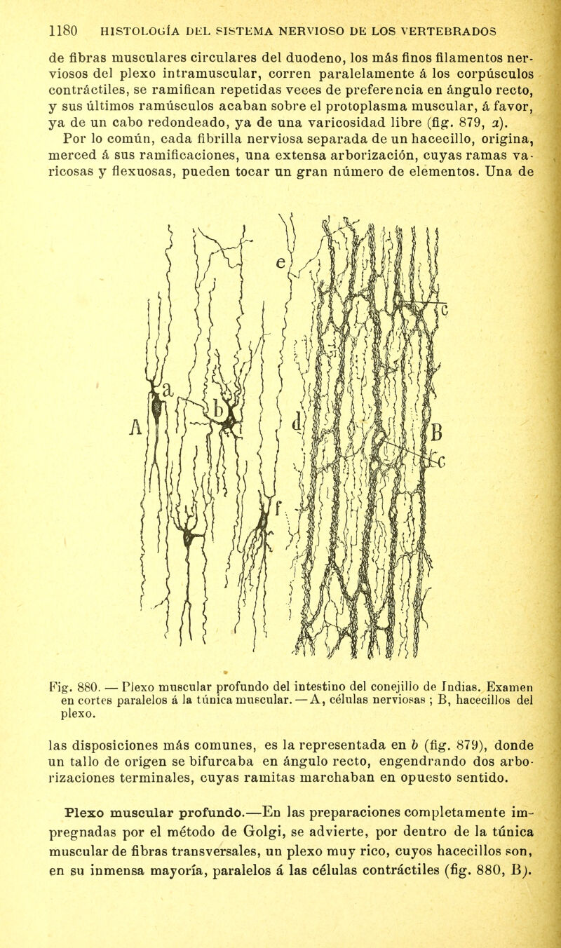 de fibras musculares circulares del duodeno, los mas finos filamentos ner- viosos del plexo intramuscular, corren paralelamente a los corpusculos contractiles, se ramiflcan repetidas veces de preferencia en angulo recto, y sus ultimos ramusculos acaban sobre el protoplasma muscular, a favor, ya de un cabo redondeado, ya de una varicosidad libre (fig. 879, a). Por lo comiin, cada fibrilla nerviosa separada de un hacecillo, origina, merced & sus ramificaciones, una extensa arborizacion, cuyas ramas va- ricosas y flexuosas, pueden tocar un gran numero de elementos. Una de Fig. 880. — Piexo muscular profundo del intestino del conejillo de Jndias. Examen en cortes paralelos a Ja tunica muscular.—A, celulas nerviosas ; B, hacecillos del plexo. las disposiciones mas comunes, es la representada en b (fig. 879), donde un tallo de origen se bifurcaba en angulo recto, engendrando dos arbo- rizaciones terminales, cuyas ramitas marchaban en opuesto sentido. Plexo muscular profundo.—En las preparaciones completamente im~ pregnadas por el metodo de Golgi, se advierte, por dentro de la tunica muscular de fibras transversales, un plexo muy rico, cuyos hacecillos son, en su inmensa mayoria, paralelos a las celulas contractiles (fig. 880, B).