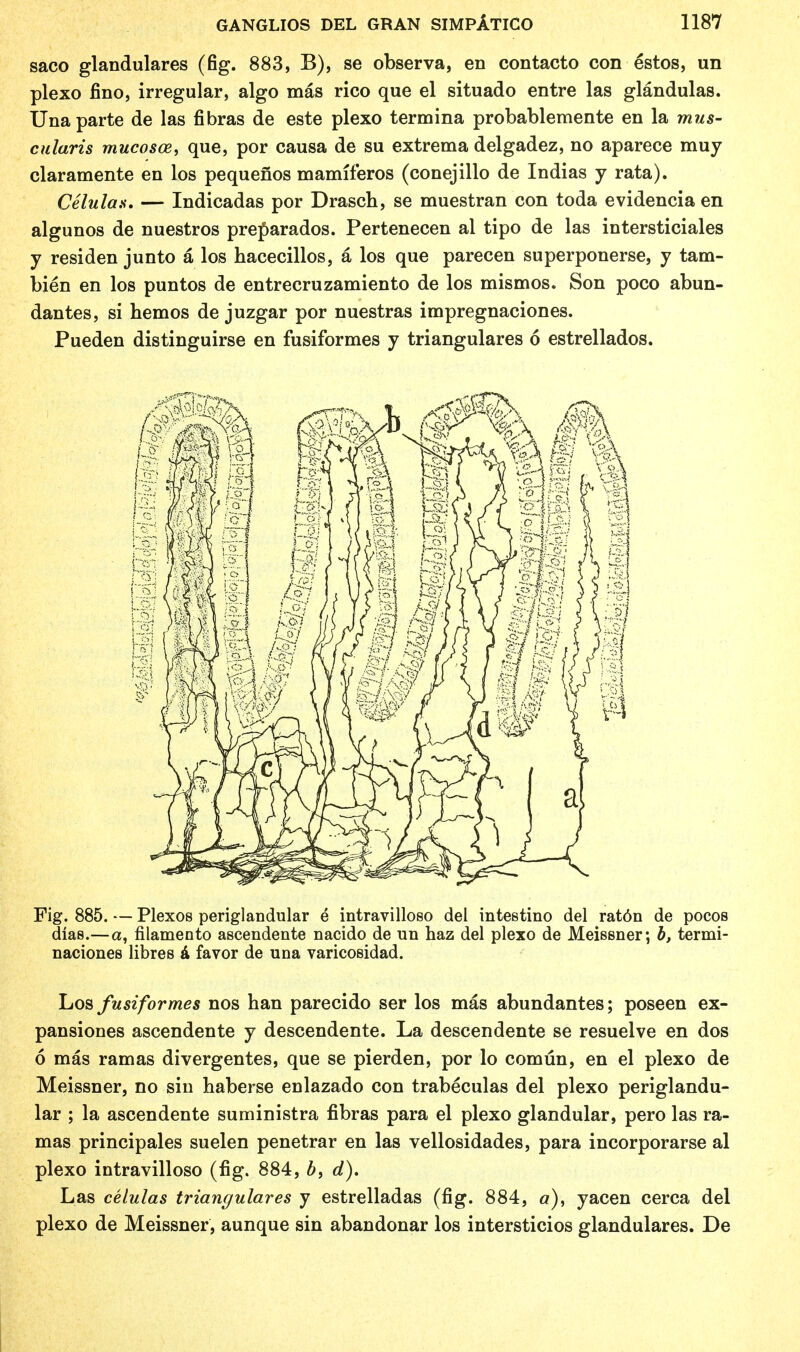 saco glandulares (fig. 883, B), se observa, en contacto con estos, un plexo fino, irregular, algo mas rico que el situado entre las glandulas. Una parte de las fibras de este plexo termina probablemente en la mus- cularis mucosa, que, por causa de su extrema delgadez, no aparece muy claramente en los pequenos mamiferos (conejillo de Indias y rata). Celulas. — Indicadas por Drasch, se muestran con toda evidencia en algunos de nuestros preparados. Pertenecen al tipo de las intersticiales y residen junto a los hacecillos, a los que parecen superponerse, y tam- bien en los puntos de entrecruzamiento de los mismos. Son poco abun- dantes, si hemos de juzgar por nuestras impregnaciones. Pueden distinguirse en fusiformes y triangulares 6 estrellados. Fig. 885. — Plexos periglandular e intravilloso del intestino del rat6n de pocos dias.—a, filamento ascendente nacido de un haz del plexo de Meissner; b, termi- naciones libres a favor de una varicosidad. Los fusiformes nos han parecido ser los mas abundantes; poseen ex- pansiones ascendente y descendente. La descendente se resuelve en dos 6 mas ramas divergentes, que se pierden, por lo comun, en el plexo de Meissner, no sin haberse enlazado con trabeculas del plexo periglandu- lar ; la ascendente suministra fibras para el plexo glandular, pero las ra- mas principales suelen penetrar en las vellosidades, para incorporarse al plexo intravilloso (fig. 884, b, d). Las celulas triangulares y estrelladas (fig. 884, yacen cerca del plexo de Meissner, aunque sin abandonar los intersticios glandulares. De