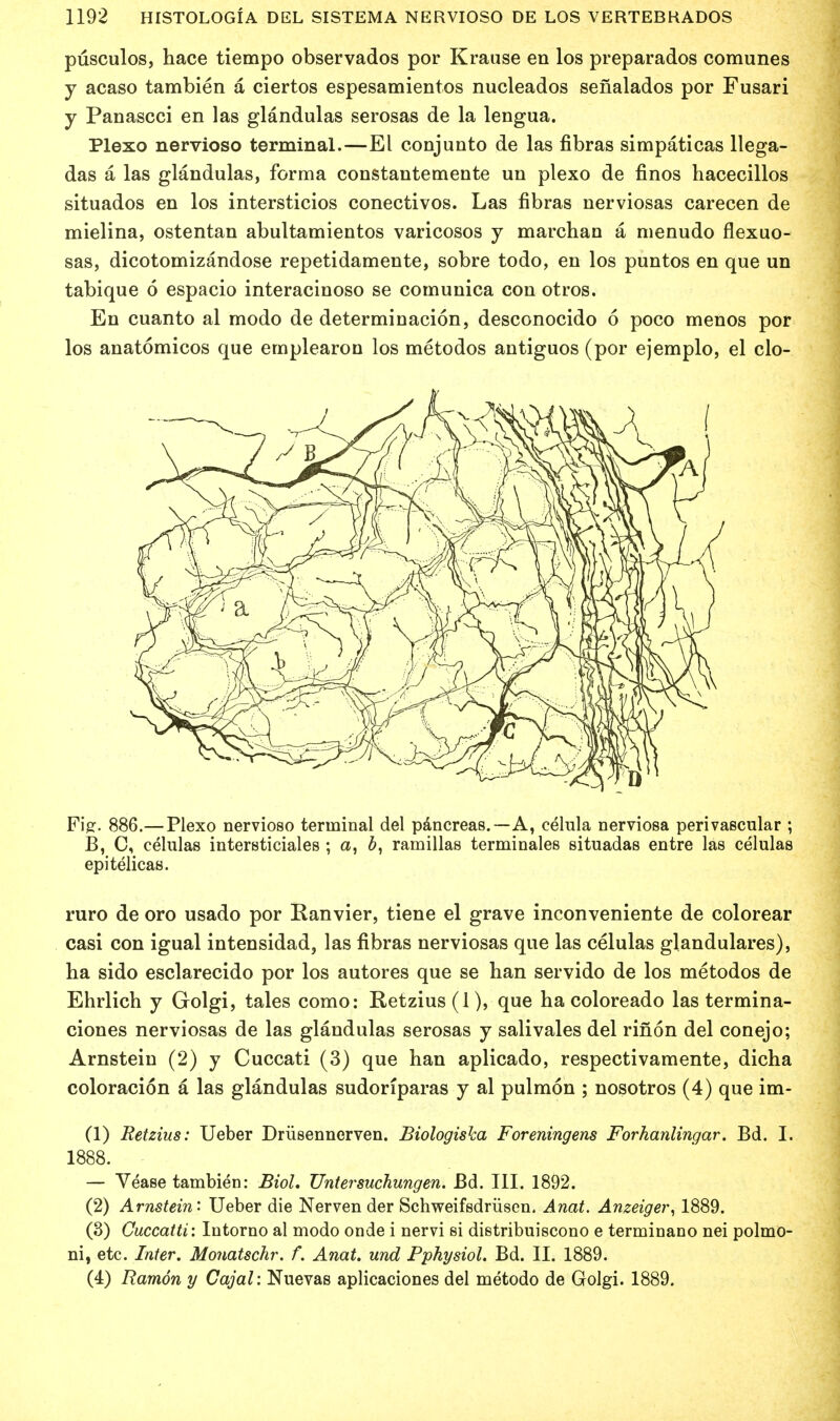 pusculos, hace tiempo observados por Krause en los preparados comunes y acaso tambien a ciertos espesamientos nucleados senalados por Fusari y Panascci en las glandulas serosas de la lengua. Plexo nervioso terminal.—El conjunto de las fibras simpaticas llega- das a las glandulas, forma constantemente un plexo de finos hacecillos situados en los intersticios conectivos. Las fibras nerviosas carecen de mielina, ostentan abultamientos varicosos y marchan a menudo flexuo- sas, dicotomizandose repetidamente, sobre todo, en los puntos en que un tabique 6 espacio interacinoso se coniunica con otros. En cuanto al modo de determinacion, desconocido 6 poco menos por los anatomicos que emplearon los metodos antiguos (por ejemplo, el clo- Fijj. 886.— Plexo nervioso terminal del pancreas.—A, eelula nerviosa perivascular ; B, C, celulas intersticiales ; a, b, ramillas terminales situadas entre las celulas epitelicas. ruro de oro usado por Ranvier, tiene el grave inconveniente de colorear casi con igual intensidad, las fibras nerviosas que las celulas glandulares), ha sido esclarecido por los autores que se han servido de los metodos de Ehrlich y Golgi, tales como: Retzius(l), que ha coloreado las termina- ciones nerviosas de las glandulas serosas y salivales del rifion del conejo; Arnstein (2) y Cuccati (3) que han aplicado, respectivamente, dicha coloracion a las glandulas sudonparas y al pulmon ; nosotros (4) que im- (1) Retzius: Ueber Driisennerven. Biologiska Foreningens Forhanlingar. Bd. I. 1888. — Vease tambien: Biol. TJntersuchungen. Bd. III. 1892. (2) Arnstein' Ueber die Nerven der Schweifsdriisen. Anat. Anzeiger, 1889. (3) Cuccatti: Intorno al modo onde i nervi si distribuiscono e terminano nei polmo- ni, etc. Inter. Monatschr. f. Anat. und Pphysiol. Bd. II. 1889. (4) Ramon y Cajal: Nuevas aplicaciones del metodo de Golgi. 1889.