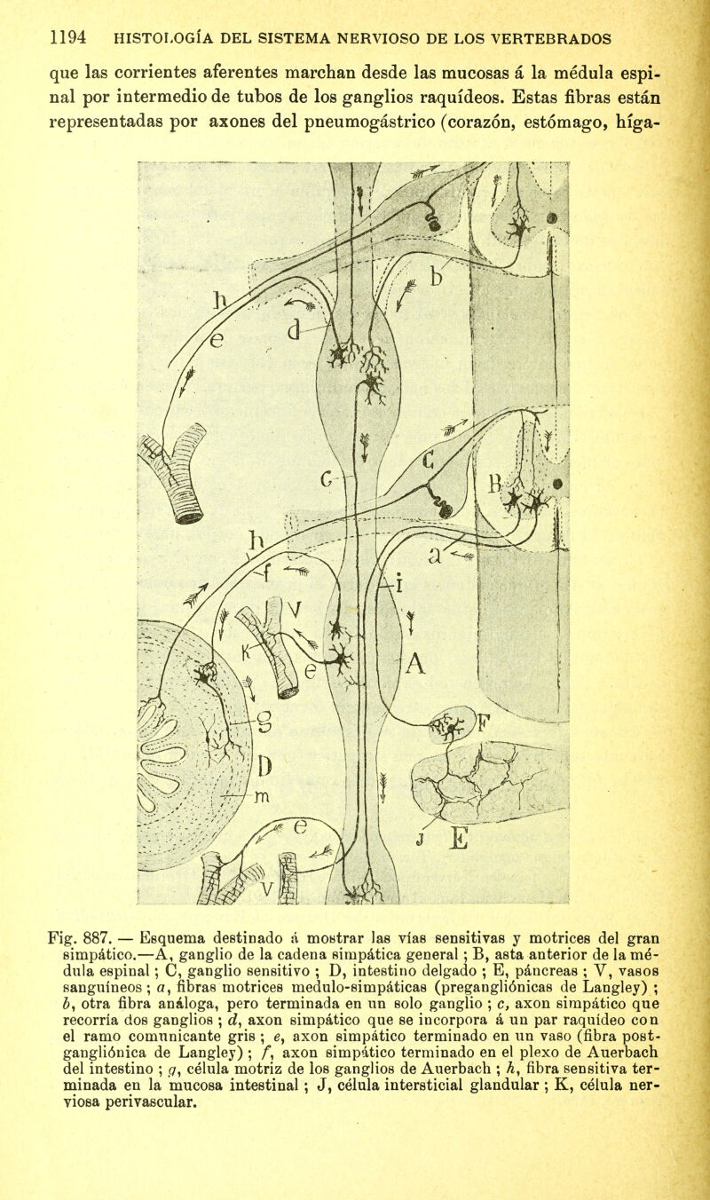 que las corrientes aferentes marchan desde las mucosas a la medula espi- nal por intermedio de tubos de los ganglios raquideos. Estas fibras estan representadas por axones del pneumogastrico (corazon, estomago, higa- Fig. 887. — Esquema destinado a mostrar las vias sensitivas y motrices del gran simpatico.—A, ganglio de la cadena simpatica general; B, asta anterior de la me- dula espinal; 0, ganglio sensitivo ; D, intestino delgado ; E, pancreas ; V, vasos sangulneos; a, fibras motrices medulo-simpaticas (pregangli6nicas de Langley) ; otra fibra analoga, pero terminada en un solo ganglio ; c, axon simpatico que recorria dos ganglios ; d, axon simpatico que se incorpora a un par raquideo con el ramo comunicante gris ; e, axon simpatico terminado en un vaso (fibra post- gangli6nica de Langley) ; f, axon simpatico terminado en el plexo de Auerbach del intestino ; celula motriz de los ganglios de Auerbach ; A, fibra sensitiva ter- minada en la mucosa intestinal ; J, celula intersticial glandular ; K, celula ner- viosa perivascular.