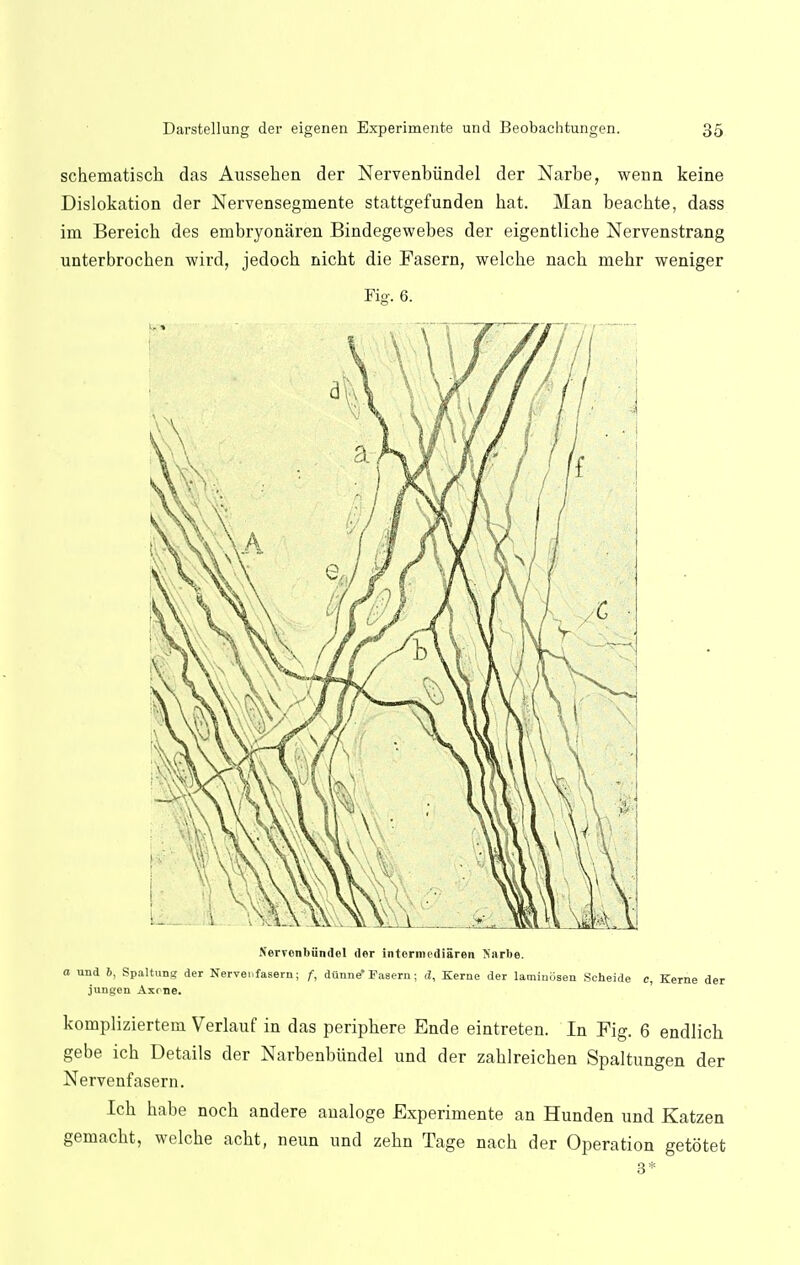 schematisch das Aussehen der Nervenbiindel der Narbe, wenn keine Dislokation der Nervensegmente stattgefunden hat. Man beachte, dass im Bereich des embryonaren Bindegewebes der eigentliche Nervenstrang unterbrochen wird, jedoch nicbt die Fasern, welche nach mehr weniger Fig. 6. Nervonbiindel der intcrmediaren Narbe. a und 6, Spaltung der Nervenfasern; f, diinne' Fasern; d. Kerne der laminbsen Scheide c, Kerne der jungen Axone. kompliziertem Verlauf in das peripbere Ende eintreten. In Fig. 6 endlicb gebe ich Details der Narbenbundel und der zablreicben Spaltungen der Nervenfasern. Icb babe nocb andere analoge Experimente an Hunden und Katzen gemacbt, welche acht, neun und zehn Tage nach der Operation getotet 3*