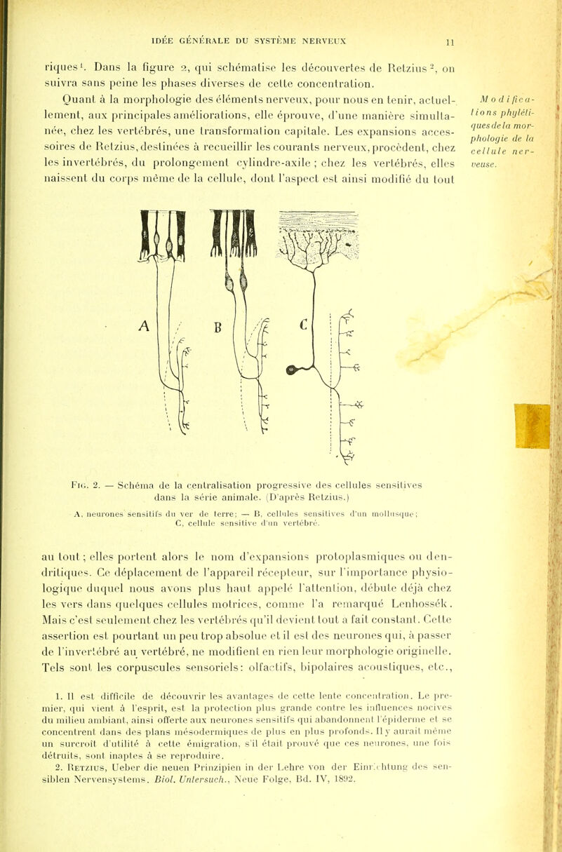 riques1. Dans la figure 2, qui schematise les decouvertes de Retzius2, on suivra sans peine les phases diverses de celte concentration. Quant a la morphologie des elements nerveux, pour nous en tenir, actuel- lement, aux principales ameliorations, elle eprouve, d'une maniere simulla- nee, chez les vertebres, une transformation capitale. Les expansions aoces- soires de Retzius, destinees a recueillir lescourants nerveux, procedent, chez les invertebres, du prolongement cylindre-axile ; chez les vertebres, elles naissent du corps meme de la cellule, dont l'aspect est ainsi modifie du tout Modifica- tions phyleli- quesdela mor- phologie de la cellule ner- ueusc. Fig. 2. — Schema de la centralisation progressive des cellules sensitives dans la serie animale. (D'apres Retzius.) A. neurones serisitifs du ver de terre; — B. cellules sensitives d'un mollusque; C, cellule sensitive d'un veiiebre. au tout; elles portent alors le 110m d'expansions protoplasmiques ou den- dritiques. Ce emplacement de l'appareil recepteur, sur l'importance physio- logique duquel nous avons plus haut appele l'attention, debute deja chez les vers dans quelques cellules motrices, comme l'a retnarque Lenhossek . Mais e'est seulement chez les vertebres qu'il devient tout a fait constant. Cette assertion est pourtant un peu trop absolue et il est des neurones qui, a passer de l'invertebre au vertebre, ne modifient en rien leur morphologie originelle. Tels sont les corpuscules sensoriels: olfactifs, bipolaires acousliques, etc., 1. II est difficile de decouvrir les avanfages de cette lente concentration. Le pre- mier, qui vient a l'esprit, est la protection plus grande contre les influences nocives du milieu ambiant, ainsi offerte aux neurones sensilifs qui abandonnenl l epiderme et se concentrent dans des plans mesodermiques de plus en plus profonds. II y aurail meme un surcroit d'utilit.6 a cette emigration, s'il etait prouve que ces neurones, une fois detruits, sont inaptes a se reproduire. 2. Retzius, Ueber die neuen Prinzipien in der Lehre von der Einrichtung des sen- siblen Nervensystems. Biol. Unlersuch., Neue Folge, Bd. IV, 1892.