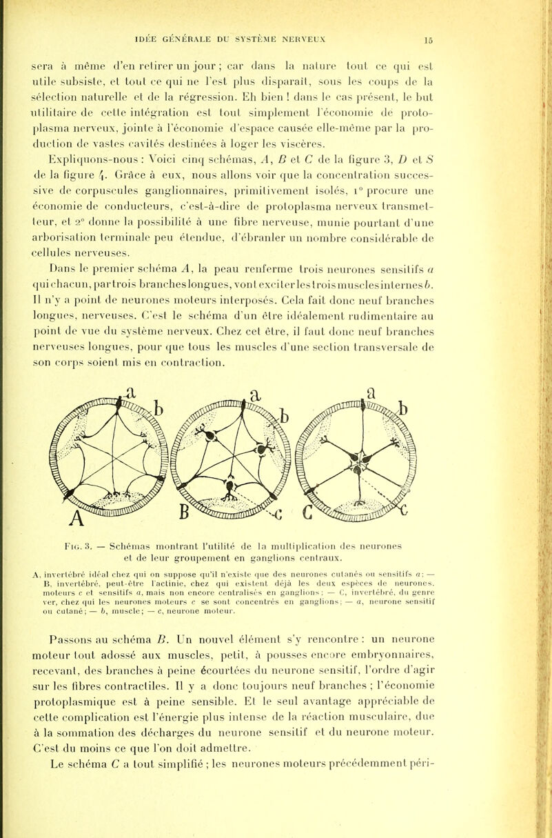 sera a ineme d'en retirer un jour; car dans la nature tout ce qui est utile subsiste, et tout ce qui ne Test plus disparait, sous les coups de la selection naturelle et de la regression. Eh bien ! dans le cas present, le but utilitaire de cette integration est tout simplement reconomie de proto- plasma nerveux, jointe a reconomie d'espace causee elle-meme par la pro- duction de vastes cavites destinees a loger les visceres. Expliquons-nous : Voici cinq schemas, A, B et C de la figure 3, D et S de la figure 4- Grace a eux, nous allons voir que la concentration succes- sive de corpuscules ganglionnaires, primitivement isoles, i° procure une economie de conducleurs, c'est-a-dire de proloplasma nerveux transmet- teur, et 2° donne la possibility a une fibre nerveuse, munie pourtant d'une arborisation terminate peu etendue, d'ebranler un nombre considerable de cellules nerveuses. Dans le premier schema A, la peau renferme trois neurones sensitifs a quichacun, partrois branches longues, vont exciter les trois muscles internes b. II n'y a point de neurones moteurs interposes. Cela fait done neuf branches longues, nerveuses. C'est le schema d'un dire idealement rudimentaire au point de vue du systeme nerveux. Chez cet etre, il faut done neuf branches nerveuses longues, pour que tous les muscles d'une section transversale de son corps soient mis en contraction. Fig. 3. — Schemas montrant l'utilite de la multiplication ties neurones et de leur groupement en ganglions centraux. A, invertebre ideal chez qui on suppose qu'il n'existe que des neurones cutanes ou sensitifs a; — B. invertebre, peut-etre l'actinie, chez qui existent deja les deux especes de neurones, moteurs c et sensitifs a, mais non encore centralises en ganglions ; — C, invertebre, du genre ver, chez qui les neurones moteurs c se sont concentres en ganglions;— a, neurone sensitif on cutane; — b, muscle; — c, neurone moteur. Passons au schema B. Un nouvel element s'y rencontre : un neurone moteur lout adosse aux muscles, petit, a pousses encore embryonnaires, recevant, des branches a peine ecourtees du neurone sensitif, l'ordre d'agir sur les fibres contractiles. II y a done toujours neuf branches ; l'economie protoplasmique est a peine sensible. Et le seul avantage appreciable de cette complication est l'energie plus intense de la reaction musculaire, due a la sommation des decharges du neurone sensitif et du neurone moteur. C'est du moins ce que Ton doit admettre. Le schema C a tout simplifie ; les neurones moteurs precedemment peri-