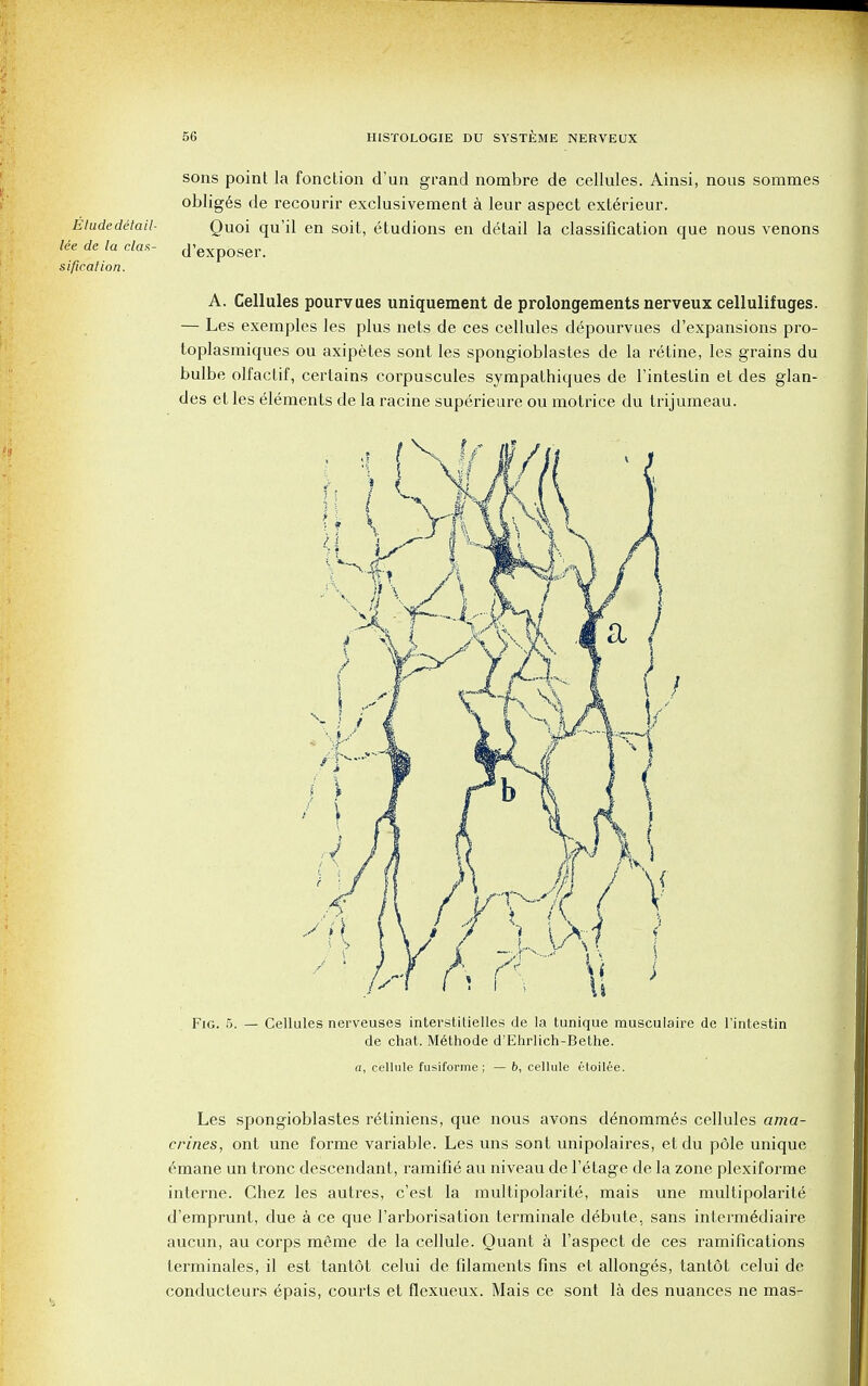 sons point la fonction d'un grand nombre de cellules. Ainsi, nous sommes obIig6s de recourir exclusivement a leur aspect ext6rieur. Quoi qu'il en soit, etudions en detail la classification que nous venons d'exposer. lee de la clax sificalion. A. Cellules pourvues uniquement de prolongements nerveux cellulifuges. — Les exemples les plus nets de ces cellules depourvues d'expansions pro- toplasmiques ou axipetes sont les spongioblastes de la retine, les grains du bulbe olfactif, certains corpuscules sympathiques de l'intestin et des glan- des et les elements de la racine superieure ou motrice du trijumeau. Fig. 5. — Cellules nerveuses interstitielles de la tunique musculaire de l'intestin de chat. Methode d'Ehrlich-Bethe. a, cellule fusiforme ; — b, cellule etoilee. Les spongioblastes retiniens, que nous avons denommes cellules ama- crines, ont une forme variable. Les uns sont unipolaires, etdu pole unique emane un tronc descendant, ramifie au niveau de l'^tage de la zone plexifoime interne. Chez les autres, c'est la multipolarite, mais une multipolarite d'emprunt, due a ce que l'arborisation terminale debute, sans interm^diaire aucun, au corps meme de la cellule. Quant a l'aspect de ces ramifications terminates, il est tantot celui de filaments fins et allonges, tantot celui de conducteurs epais, courts et flexueux. Mais ce sont la des nuances ne mas-