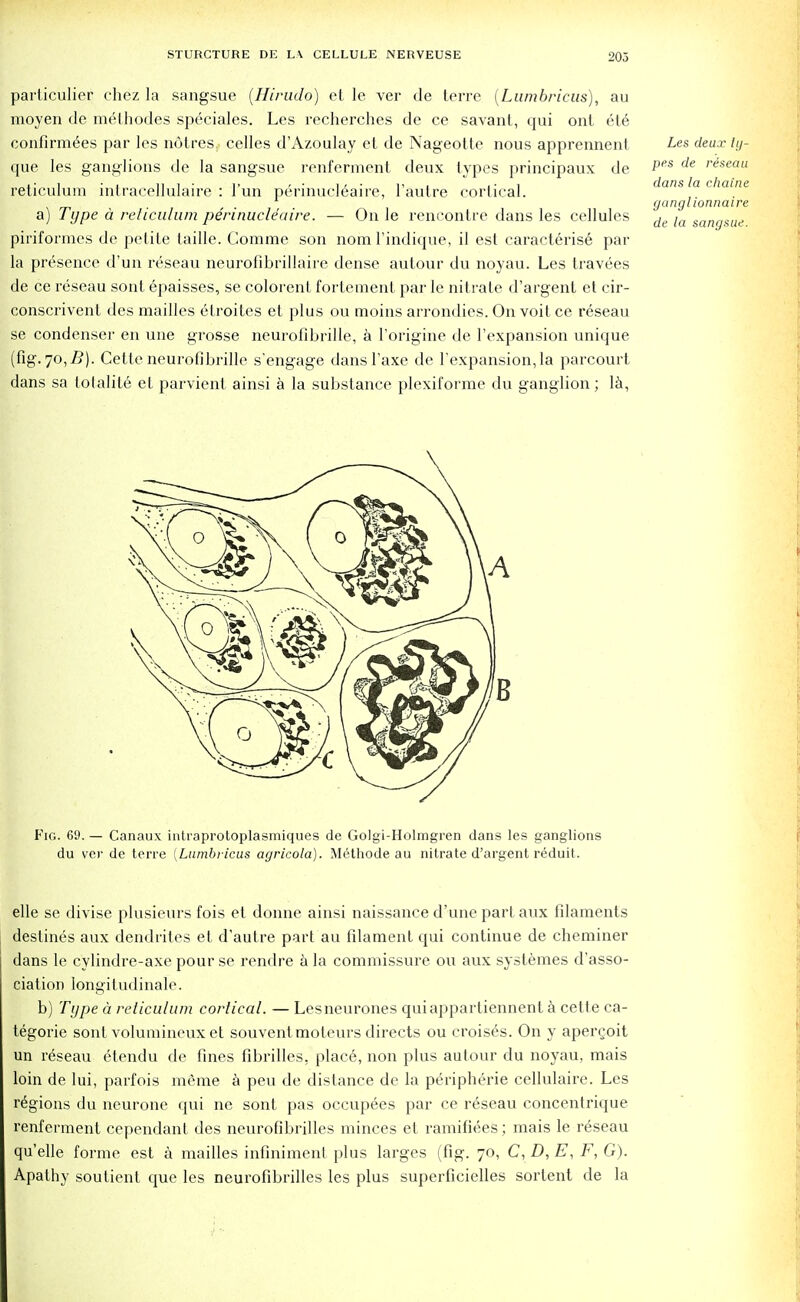 particulier chez la sangsue (Hirudo) et le ver de terre (Lumbricus), au moyen de melhodes speciales. Les recherches de ce savant, qui ont ete confirmees par les notres cedes d'Azoulay et de Nageotte nous apprennent Les deux ly- que les ganglions de la sangsue renferment deux types principaux de Pes de riseaa reticulum intracellulaire : 1'un perinucl6aire, l'autre cortical, dans la chaine • • ganglionnaire a) Type a reticulum perinucle'aire. — On le rencontre dans les cellules de la sangSue piriformes de petite taille. Comme son nom l'indique, il est caracteris6 par la presence d'un reseau neurofibrillaire dense autour du noyau. Les travees de ce reseau sont epaisses, se colorent fortement par le nitrate d'argent et cir- conscrivent des mailles etroites et plus ou moins arrondies. On voit ce reseau se condenser en une grosse neurofdjrille, a l'origine de l'expansion unique (fig. 70,5). Cetteneurofibrille s'engage dansl'axe de l'expansion,la parcourt dans sa tolalile et parvient ainsi a la substance plexiforme du ganglion; la, Fig. 69. — Canaux intraprotoplasmiques de Golgi-Holmgren dans les ganglions du ver de terre {Lumbricus agricola). Methode au nitrate d'argent reduit. elle se divise plusieurs fois et donne ainsi naissance d'une part aux filaments destines aux dendrites et d'autre part au filament qui continue de cheminer dans le cylindre-axe pour se rendre a la commissure ou aux systemes d'asso- ciation longitudinale. b) Type a reticulum cortical. — Lesneurones quiappartiennent a cette ca- tegorie sont volumineux et souventmoleurs directs ou croises. On y apergoit un reseau etendu de fines fibrilles. plac6, non plus autour du noyau, mais loin de lui, parfois meme a peu de distance de la peripheric cellulaire. Les regions du neurone qui ne sont pas occupees par ce r6seau concentrique renferment cependant des neurofibrilles minces et ramifiees; mais le reseau qu'elle forme est a mailles infiniment plus larges (fig. 70, C, D, E, F, G). Apathy soutient que les neurofibrilles les plus superficielles sortent de la