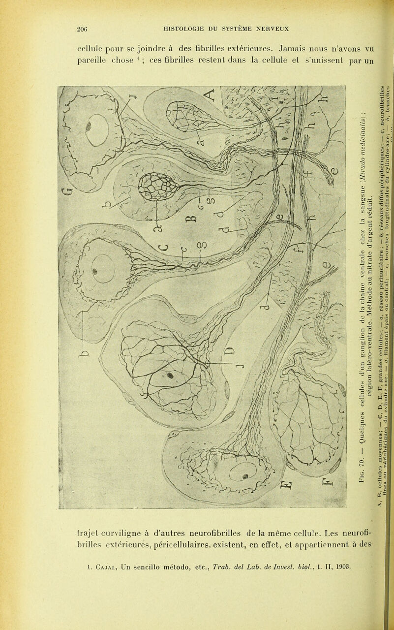 cellule pour se joindre a des fibrilles exterieures. Jamais nous n'avons vu pareille chose 1 ; ces fibrilles reslent dans la cellule et s'unissent par un trajet curviligne a d'autres neurofibrilles de la meme cellule. Les neurofi- brilles exterieures, p^ricellulaires, existent, en effet, el appartiennent a des 1. Cajal, Un sencillo metodo, etc., Trab. del Lab. de Invest, biol.. t. II, 1903.