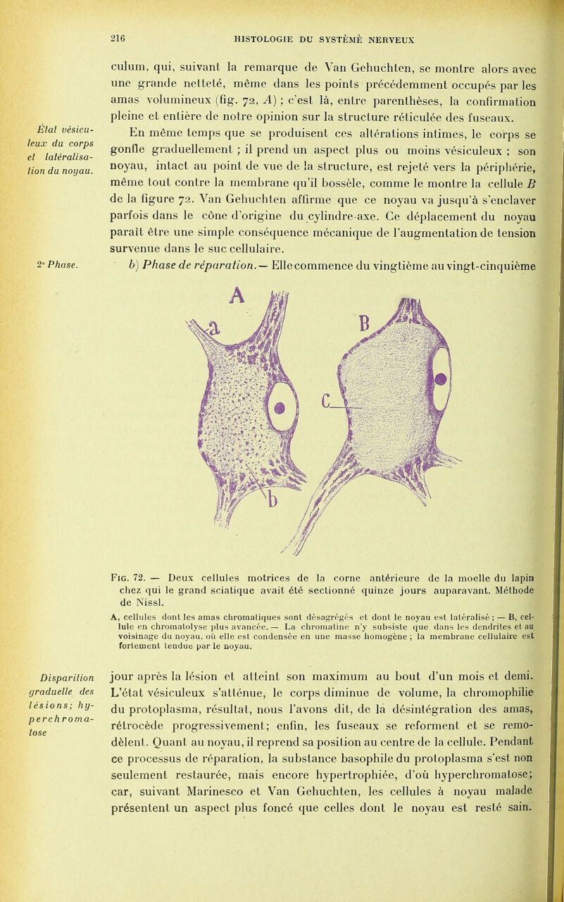 Elal visicu- leux du corps et lateralisa- lion du noyau. 2 Phase. culum, qui, suivant la remarque de Van Gehuchten, se montre alors avec une grande nettete, m6me clans les points pr6cedemment occupes par les amas volumineux (fig. 72, A); c'est la, entre parentheses, la confirmation pleine et enliere de notre opinion sur la structure reticulee des fuseaux. En m6me temps que se produisent ces alterations intimes, le corps se gonfle graduellement ; il prend un aspect plus ou moins vesiculeux ; son noyau, intact au point de vue de la structure, est rejet6 vers la peripheric, meme tout contre la membrane qu'il bossele, comme le montre la cellule B de la figure 72. Van Gehuchten affirme que ce noyau va jusqu'a s'enclaver parfois dans le cone dorigine du cylindre-axe. Ce d6placement du noyau parait etre une simple consequence mecanique de l'augmentation de tension survenue dans le sue cellulaire. 6) Phase de reparation. — Ellecommence du vingtieme auvingt-cinquieme Fig. 72. — Deux cellules motrices de la corne ant6rieure de la moelle du lapin chez qui le grand sciatique avait ete sectionne quinze jours auparavant. Methode de Nissl. A, cellules dont les amas chromatiques sont d6sagr6ges et dont le noyau est laleralise; — B, cel- lule en chromatolyse plus avancee.— La chromatine n'y subsiste que dans les dendrites et au voisinage du noyau, oil elle est condensee en une masse homogene ; la membrane cellulaire est fortement tendue par le noyau. Disparition graduelle des lesions; hg- perchroma- tose jour apres la 16sion et atleint son maximum au bout d'un mois et demi. L'etat vesiculeux s'attenue, le corps diminue de volume, la chromophilie du protoplasma, r6sultat, nous l'avons dit, de la disintegration des amas, retrocede progressivement; enfin, les fuseaux se reforment et se remo- delent. Quant au noyau, il reprend sa position au centre de la cellule. Pendant ce processus de reparation, la substance basophiledu protoplasma s'est non seulement restauree, mais encore hypertrophi6e, d'ou hyperchromatose; car, suivant Marinesco et Van Gehuchten, les cellules a noyau malade pr6sentent un aspect plus fonce que celles dont le noyau est reste sain.