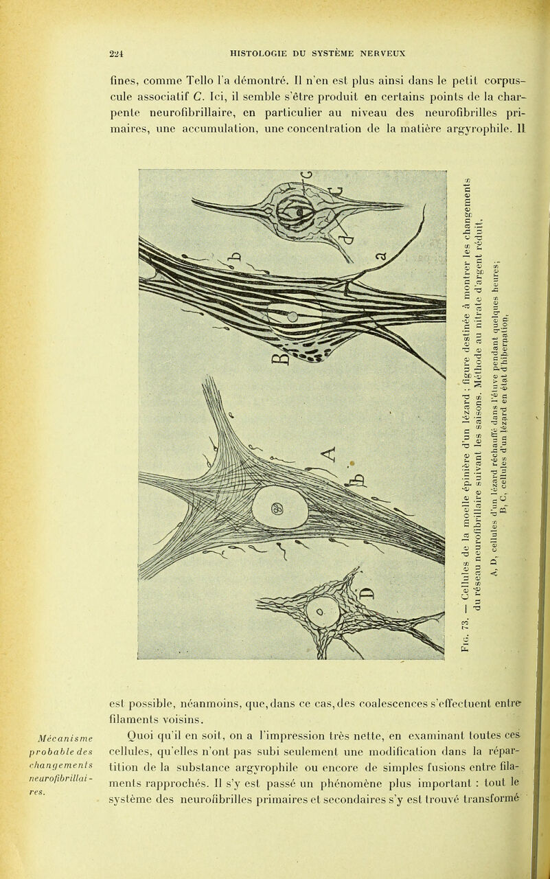 fines, comme Tello l'a demontre. II n'en est plus ainsi dans le petit corpus- cule associatif C. Ici, il semble s'eUre produit en certains points de la char- pente neurofibrillaire, cn particulier au niveau des neurofibrilles pri- maires, une accumulation, une concentration de la matiere argyrophile. li S to O T3 C C3 O in T3 <V £ O CD o CD o 2* - 3} C3-' 3 O ^ *• 5 t- ■a ja -J — ra s Mecanisme probable des changements neurofibrillai- res. est possible, neanmoins, que, dans ce cas,des coalescences s'effectuent entre filaments voisins. Ouoi qu'il en soit, on a l'impression tres nette, en examinant toutes ces- cellules, qu'elles n'ont pas subi seulement une modification dans la repar- tition de la substance argyrophile ou encore de simples fusions entre fila- ments rapproches. II s'y est passe un phenomene plus important : tout le systeme des neurofibrilles primaires et secondaires s'y est trouve transform^