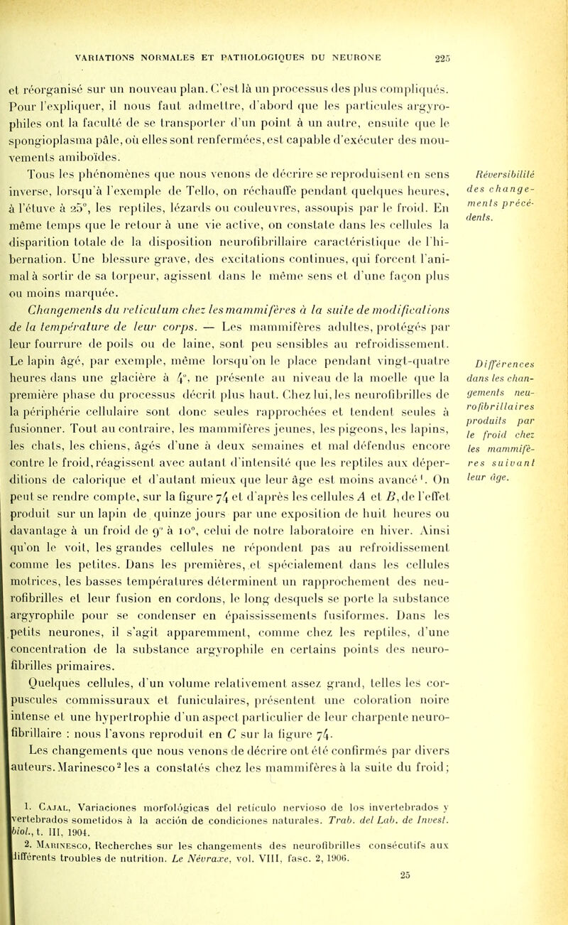 et reorganise sur un nouveau plan. Cost la un processus des plus compliques. Pour l'expliquer, il nous faut admettre, d'abord que les particules argyro- philes on I la facultc de se transporter d'un point a un autre, ensuite que le spongioplasma pale, oil elles sont renfermees, est capable d'executer des mou- vemenls amibo'ides. Tous les phenomenes que nous venons de decrire se reproduisenl en sens inverse, lorsqu'a l exemple de Tello, on rechauffe pendant quelques heures, a l'etuve a 25°, les reptiles, lezards ou couleuvres, assoupis par le froid. En meme temps que le retour a une vie active, on constate dans les cellules la disparition totale de la disposition neurofibrillaire caracterislique de ['hi- bernation. Une blessure grave, des excitations continues, qui forcent l'ani- nial a sortir de sa torpeur, agissent dans le meme sens et d'une fa^on plus ou moins marqu6e. Changements du reticulum chez les mainmiferes a la suite de modifications de la temperature de lew corps. — Les mammiferes adultes, proteges par leur fourrure de poils ou de laine, sont peu sensibles au refroidissement. Le lapin age, par exemple, meme lorsqu'on le place pendant vingt-quatre heures dans une glaciere a f\, ne presente au niveau de la moelle que la premiere phase du processus decril plus haut. Chez lui, les neurofibrilles de la peripheric cellulaire sont done seules rapprochees et tendent seules a fusionner. Tout aucontraire, les mammiferes jeunes, les pigeons, les lapins, les chats, les chiens, Ages d'une a deux semaines et mal defendus encore contre le froid, reagissent avec autant d'intensite que les reptiles aux deper- ditions de calorique et d'autant mieux que leur age est moins avance1. On pent se rendre compte, sur la figure 74 et d'apres les cellules A et i?,de reflet produit sur un lapin de quinze jours par une exposition de huit heures ou davanlage a un froid de 9 a io°, celtii de noire laboratoire en hiver. Ainsi qu'on le voit, les grandes cellules ne repondent pas au refroidissement corame les petites. Dans les premieres, et specialement dans les cellules motrices, les basses temperatures delerminent un rapprochement des neu- rofibrilles el leur fusion en cordons, le long desquels se porte la substance argyrophile pour se condenser en epaississements fusiformes. Dans les petits neurones, il s'agit apparemment, comme chez les reptiles, d'une concentration de la substance argyrophile en certains points des neuro- fibrilles primaires. Quelques cellules, d'un volume relativement assez grand, telles les cor- puscules commissuraux et funiculaires, presentent une coloration noire intense et une hypertrophic d'un aspect particulier de leur charpente neuro- fibrillaire : nous l'avons reproduit en C sur la figure 7^- Les changements que nous venons de decrire ont ete confirmes par divers auteurs.Marinesco2 les a constates chez les mammiferes a la suite du froid; Reuersibilile des change- ments prece- dents. Differences dans les chan- gements neu- rofibrillaires produits par le froid chez les mammife- res suivant leur age. 1. Ca.ial, Variaciones morfolut>;icas del reticulo nervioso de los invertebrados y vertebrados sometidus a la acciun de condiciones naturales. Trab. del Lab. de Invest, biol., t. Ill, 1904. 2. Makinesco, Kecherches sur les changements des neurofibrilles consecutifs aux iifierents troubles de nutrition. Le Neuraxe, vol. VIII, fasc. 2, 1906. 25