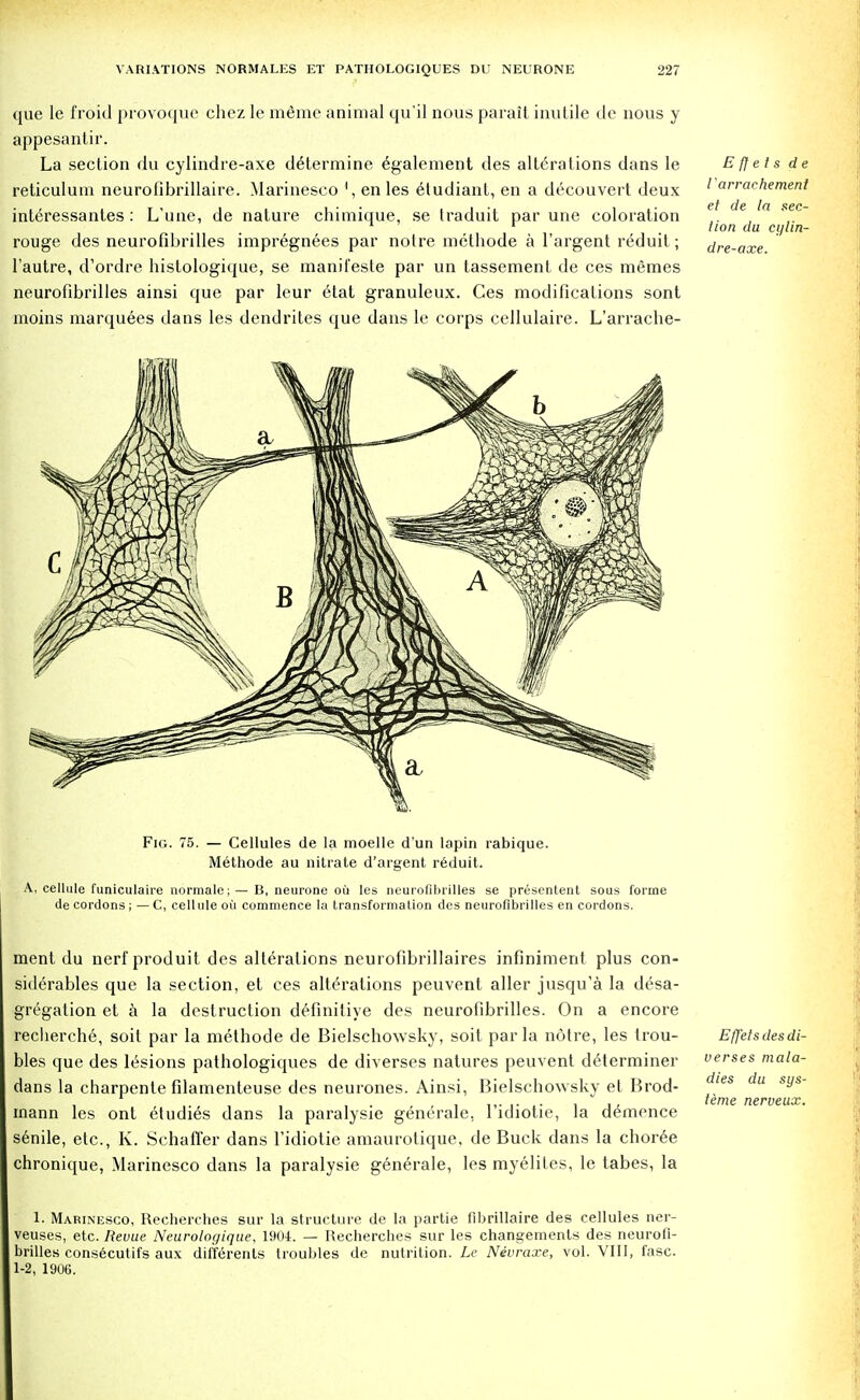 que le froid provoquc chez le meme animal qu'il nous parail inutile de nous y appesantir. La seclion du cylindre-axe d6termine 6galement des alterations dans le E ff e t s de reticulum neurotibrillaire. Marinesco ', en les etudiant, en a decouvert deux ' arrachement interessantes : L'une, de nature chimique, se Iraduit par une coloration \, <ie la sec 1 r lion du ci/lm- rouge des neurofibrilles impregnees par notre methode a l'argent reduit; dre-axe l'autre, d'ordre histologique, se manil'este par un tassement de ces memes neurofibrilles ainsi que par leur etat granuleux. Ces modifications sont moins marquees dans les dendrites que dans le corps cellulaire. L'arraclie- Fig. 75. — Cellules de la moelle d'un lapin rabique. Methode au nitrate d'argent reduit. A, cellule fiiniculaire normale; — B, neurone oil les neurofibrilles se presentent sous forme de cordons ; — C, cellule oil commence la transformation des neurofibrilles en cordons. ment du nerfproduit des alterations neurofibrillaires infiniment plus con- siderables que la section, et ces alterations peuvent aller jusqu'a la desa- gregation et a la destruction definitive des neurofibrilles. On a encore recherche, soit par la methode de Bielschowsky, soit par la notre, les trou- bles que des lesions pathologiques de diverses natures peuvent determiner dans la charpente filamenteuse des neurones. Ainsi, Bielschowsky et Brod- mann les ont etudies dans la paralysie generale, l'idiotie, la demence senile, etc., K. Schaffer dans l'idiotie amaurotique. de Buck dans la choree chronique, Marinesco dans la paralysie generale, les myeliles, le tabes, la Efj'els des di- verses mala- dies du sys- teme nerueux. 1. Marinesco, Recherches sur la structure de la partie fibrillaire des cellules ner- veuses, etc. Revue Neurologique, 1904. — Recherches sur les changemenls des neurofi- brilles consecutifs aux difterenls troubles de nutrition. Lc Nevraxe, vol. VIII, fasc. 1-2, 1906.