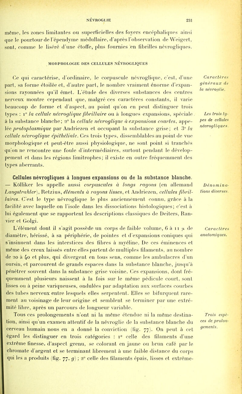 mSme, les zones limitantes ou superficielles des foyers encephaliques ainsi que le pourtour de l'ependyme medullaire, d'apres l'observalion deWeigert, sont, comme le lise>e d'une etoffe, plus fournies en fibrilles nevrogliques. MOHPUOLOGIE DES CELLULES NEVROGLIQUES Ce qui caracterise, d'ordinaire, le corpuscule nevroglique, c'est, d'une part, sa forme etoilee et, d'autre part, le nombre vraiment 6norme d'expan- sions rayonnees qu'il emet. L'etude des diverses substances des centres nerveux montre cependant que, malgre ces caracteres constants, il varie beaucoup de forme et d'aspect, au point qu'on en peut distinguer trois types : i° la cellule nevroglique fibrillaire ou a longues expansions, speciale a la substance blanche; 2° la cellule nevroglique a expansions courtes, appe- lee protoplasmique par Andriezen et occupant la substance grise; et 3° la cellule nevroglique epitheliale. Ces trois types, dissemblables au point de vue morphologique et peut-etre aussi physiologique, ne sont point si tranches qu'on ne rencontre une foule d'intermediaires, surtout pendant le develop- pemenl et dans les regions limitrophes; il existe en outre frequemment des types aberranls. Cellules nevrogliques a longues expansions ou de la substance blanche. — Kolliker les appelle aussi corpuscules a longs ragons (en allemand Langstrahler), Retzius, elements a ragons lisses, et Andriezen, cellules fibril- Mires. C'est le type nevroglique le plus anciennement connu, grace a la facilite avec laquelle on l'isole dans les dissociations histologiques; c'est a lui egaleinent que se rapportent les descriptions classiques de Deilers, Ran- vier et Golgi. L'element dont il s'agit possede un corps de faible volume, 6 a i i \x de diametre, herisse, a sa peripheric, de pointes et d expansions coniques qui s'insinuent dans les interstices des fibres a my^line. De ces eminences et mSme des creux laisses entre elles partent de multiples filaments, au nombre de 20 a 4o et plus, qui divergent en tous sens, comme les ambulacres d'un oursin, et parcourent de grands espaces dans la substance blanche, jusqu'a penetrer souvent dans la substance grise voisine. Ces expansions, dont fre- quemment plusieurs naissenl a la fois sur le mgme p6dicule court, sont lisses ou a peine variqueuses, ondulees par adaptation aux surfaces courbes des lubes nerveux entre lesquels elles serpentent. Elles se bifurquent rare- ment au voisinage de leur origine et semblent se terminer par une extre- mile libre, apres un parcours de longueur variable. Tous ces prolongements n'ont ni la m^me etendue ni la m6me destina- tion, ainsi qu'un examen attentif de la n6vroglie de la substance blanche du cerveau humain nous en a donne la conviction (fig. 77). On peut a cet egard les distinguer en trois categories : i° celle des filaments d'une extreme finesse, d'aspect grenu, se colorant en jaune ou brim cafe par le chromate d'argent et se terminant librement a une faible distance du corps qui les a produits (fig. 77, g); 20 celle des filaments epais, lisses et extreme- Caracteres generaux de la nevror/lie. Les Irois ty- pes de cellules nevrogliques. Denomina- tions diverses. Caracteres analomiques. Trois espe- ces de prolon- gements.