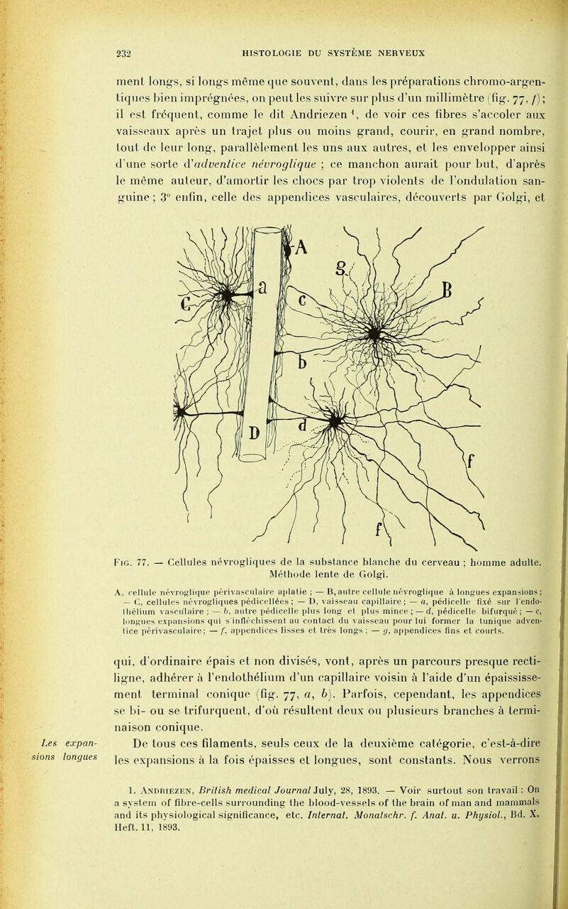 ment longs, si longs meme que souvent, dans los preparations chromo-argen- tiques bien impregnees, on peut les suivre sur plus d'un millimetre (fig. 77, /); il est fr6quent, comme le dit Andriezen1, de voir ces fibres s'accoler aux vaisseaux apres un trajet plus ou moins grand, courir, en grand nombre, tout de leur long, parallelement les uns aux autres, et les envelopper ainsi d'une sorte d'adventice nevroglique ; ce manchon aurait pour but, d'apres le meme auteur, d'amortir les chocs par trop violents de 1'ondulation san- guine; 3° enfin, celle des appendices vasculaires, decouverts par Golgi, et Fig. 77. — Cellules nevrogliques de la substance blanche du cerveau ; homme adulte. Methode lente de Golgi. A, cellule nevroglique perivasculaire aplalie ; — B, autre cellule nevroglique a longues expansions; — C, cellules nevrogliques pedicellees ; — D, vaisseau capillaire ; — a, pedicelle fixe sur l'endo- Ihelium vasculaire ; — 6, autre pedicelle plus long et plus mince; — d, pedicelle bifurque; — c, longues expansions qui s'inflechissent au contact du vaisseau pour lui former la tunique adven- tice perivasculaire; — f, appendices lisses et tres longs ; — y, appendices fins et courts. qui, d'ordinaire epais et non divises, vont, apres un parcours presque recti- ligno, adherer a l'endothelium d'un capillaire voisin a l'aide d'un epaississe- ment terminal conique (fig. 77, a, b). Parfois, cependant, les appendices se bi- ou se trifurquent, d'oii resultent deux ou plusieurs branches a termi- naison conique. Les expan- De tous ces filaments, seuls ceux de la deuxieme categorie, c'est-a-dire ons longues jes expansions a la fois epaisses et longues, sont constants. Nous verrons 1. Andriezen, British medical Journal July, 28, 1893. — Voir surtout son travail: On a system of fibre-cells surrounding the blood-vessels of the brain of man and mammals and its physiological significance, etc. Internal. Monatschr. f. Anal. u. Physiol., Bd. X, Heft. 11, 1893.