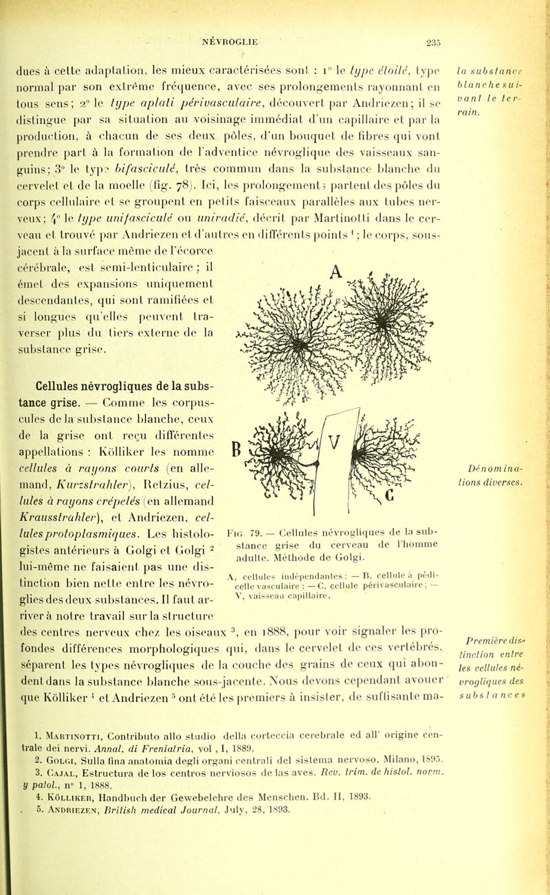 dues a cette adaptation, les mieux caraelerisees sont : i° le type e'loile, typo normal par son extreme frequence, avec ses prolongements rayonnant en tous sens; 2° le type aplati pe'riuasculaire, decouvert par Andriezen; il se distingue par sa situation an voisinage immedial d'un capillaire et par la production, a chacun de ses deux poles, d'un bouquet de fibres qui vont prendre part a la formation de l adventice nevroglique des vaisseaux san- guins; 3° le typa bifascicule, tres commun dans la substance blanche du cervelet et de la moelle (fig. 78). Ici, les prolongement; parlent des poles du corps cellulaire et se groupent en petits faisceaux paralleles aux tubes ner- veux; 4 le type unifascicule ou uniraclie, decrit par Martinotti dans le cer- veau el trouve par Andriezen etd'autres en differents points 1; le corps, sous- jacent a la surface memo de l'ecorce cerebrale, est semi-lenticulaire; il emet des expansions uniquement descendantes, qui sont ramifiees et si longues qu'elles peuvent tra- verser plus du tiers externe de la substance grisc. Cellules nevrogliques de la subs- tance grise. — Comme les corpus- cules de la substance blanche, ceux de la grise ont rec,u differentes appellations : Kolliker les nomme cellules a rayons courts (en alle- mand, Kurzstrahler), Retzius, cel- lules a rayons cre'pe/e's ( en allemand Krausstrahler), et Andriezen, cel- lules proloplasmiques. Les hislolo- gistes anterieurs a Golgi et Golgi 2 lui-meme ne faisaient pas une dis- tinction bien nette entre les nevro- glios des deux substances. II faut ar- rivera notre travail surla structure des centres nerveux chez les oiseaux 3, en 1888, pour voir signaler les pro- fondes differences morphologiques qui, dans le cervelet de ces vertebres, separenf les types nevrogliques de la couche des grains de ceux qui abon- dent dans la substance blanche sous-jacente. Nous devons cependant avouer que Kolliker 1 et Andriezen ;i ont ete les premiers a insisler, de suffisanle ma- Fig. 79. — Cellules nevrogliques de la sub- stance grise du cerveau de L'homme adulte. Melhode de Golgi. A, cellules independantes; — B, cellule a pe<li- celle vasculaire ; — C, cellule perivasculaire; — V, vaisseau capillaire. la substance blanchesui- vanl le ter- rain. Denom ina- tions diverses. Premiere dis' tinction en!re les cellules ne- vrogliques des substances 1. Martinotti, Contributo alio studio della corteccia cerebrale ed all' origine cen- trale dei nervi. Annal. di Freniatria, vol , I, 1889. 2. Golgi, Sulla fina anatomia degli organi centrali del sislema nervoso. Milano, 1S95. 3. Cajal, Estructura de los centros nerviosos de las aves. Rev. trim, de histol. norm, y palol., n° 1, 1888. 4. Kolliker, Handbuch der Gevvebelehre des Menschen. Bd. II, 1893. 5. Andriezen, British medical Journal. July, 28, 1893.