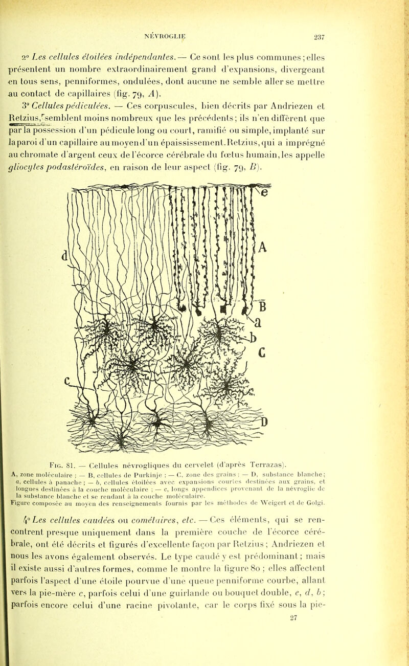 2° Les cellules e'loile'es independantes.— Cesonl les plus communes; elles presentent un nombre extraordinairement grand d'expansions, divergeant en tous sens, penniformes, ondulees, dont aucune ne semble aller se mettre au contact de capillaires (fig. 79, A). 3° Cellulespe'dicule'es. — Ces corpuscules, bien decrits par Andriezen et Retzius,-semblenl moins nombreux que les precedents; ils n'en different que par la possession d'un pedicule long ou court, ramifie ou simple, implants sur laparoid'un capillaire aumoyend'un epaississement.Retzius,qui a impn'-gne au chromate d'argent ceux del'ecorce cerebrale du foetus humainjes appelle gliacytes podaslero'tdes, en raison de leur aspect (fig. 79, B). Fig. 81. — Cellules nevrogliques da cervelet (d'apres Terrazas). A, zone moleculaire ; — B, cellules de Purkinje ; — C, zone <les groins ; — D, substance blanche; a, cellules a panache ; — 6, cellules eloilees avec expansions courtes rlestinees aux grains, et longues destinees a la couche moleculaire ; — c, longs appendices provenant de la nevrogiie de la substance blanche et se rendanl a la couche moleculaire. Figure composee au moyen des renseignemenls fournis par les melhodes de Weigert et de Golgi. 4° Les cellules caudees ou cometaires, etc. — Ces elements, qui se ren- contrent presque uniquement dans la premiere coucbe de l'ecorce cere- brale, ont 6t6 d6crits et figures d'excellente fagon par Retzius ; Andriezen et nous les avons egalement observes. Le type caude y est predominant; mais il existe aussi d'autres formes, comme le montre la figure 80 ; elles affectent parfois l'aspect dune etoile pourvue d'une queue penniforme courbe, allant vers la pie-mere c, parfois celui d'une guirlando ou bouquet double, e, d, b; parfois encore celui d'une racine pivotante, car le corps fixe sous la pie- 27