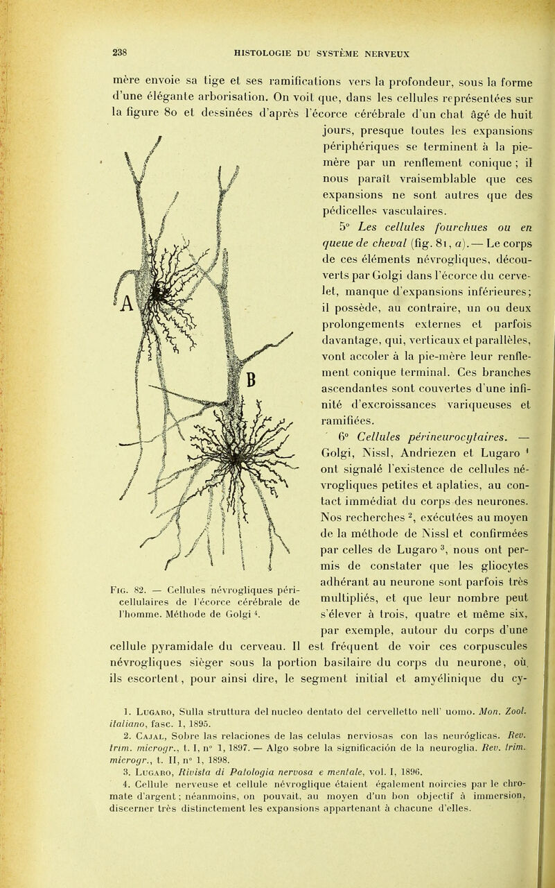 mere envoie sa tige et ses ramifications vers la profondeur, sous la forme d'une elegante arborisation. On voit que, dans les cellules representees sur la figure 80 et dessinees d'apres lecorce cerebrale dun chat age de huit jours, presque toutes les expansions peripheriques se terminent a la pie- mere par un renflement coniquc ; il nous parait vraisemblable que ces expansions ne sont autres que des pedicelles vasculaires. 5° Les cellules fourchu.es ou en queue de cheval (fig. 81, a). — Le corps de ces elements nevrogliques, decou- verts par Golgi dans l'ecorce du cerve- let, manque d'expansions inferieures; il possede, au contraire, un ou deux prolongements externes et parfois davantage, qui, verticaux et paralleles, vont accoler a la pie-mere leur renfle- ment conique terminal. Ces branches ascendantes sont couvertes d'une infi- nite d'excroissances variqueuses et ramifi6es. 6° Cellules perineurocytaires. — Golgi, Nissl, Andriezen et Lugaro 1 ont signale l'existence de cellules ne- vrogliques petites et aplaties, au con- tact immediat du corps des neurones. Nos recherches 2, executees au moyen de la methode de Nissl et confirmees par celles de Lugaro 3, nous ont per- mis de constater que les gliocytes adherant au neurone sont parfois tres multiplies, et que leur nombre peut s'elever a trois, quatre et meme six, par exemple, autour du corps d'une cellule pyramidale du cerveau. II est frequent de voir ces corpuscules nevrogliques sieger sous la portion basilaire du corps du neurone, oil. ils escortent, pour ainsi dire, le segment initial et amyelinique du cy- Fig. 82. — Cellules nevrogliques peri- cellulaires de l'ecorce ce>ebrale de l'homme. Methode de Golgi 4. 1. Lugaro, Sulla struttura del nucleo dentato del cervelletio nell' uomo. Mon. Zool. italiano, fasc. 1, 1895. 2. Cajal, Sobre las relaciones de las celulas nerviosas con las neuroglicas. Rev. trim, microgr., 1.1, n° 1, 1897. — Algo sobre la signiflcacion de la neuroglia. Rev. trim, microgr., t. II, n° 1, 1898. 3. Lugaro, Rivista di Patologia nervosa e mentale, vol. I, 1896. 4. Cellule nerveuse et cellule nevroglique etaient egalement noircies par le chro- mate d'argent; neanmoins, on pouvait, au moyen d'un bon objectif a immersion, discerner tres distinctement les expansions appartenant a chacune d'elles.