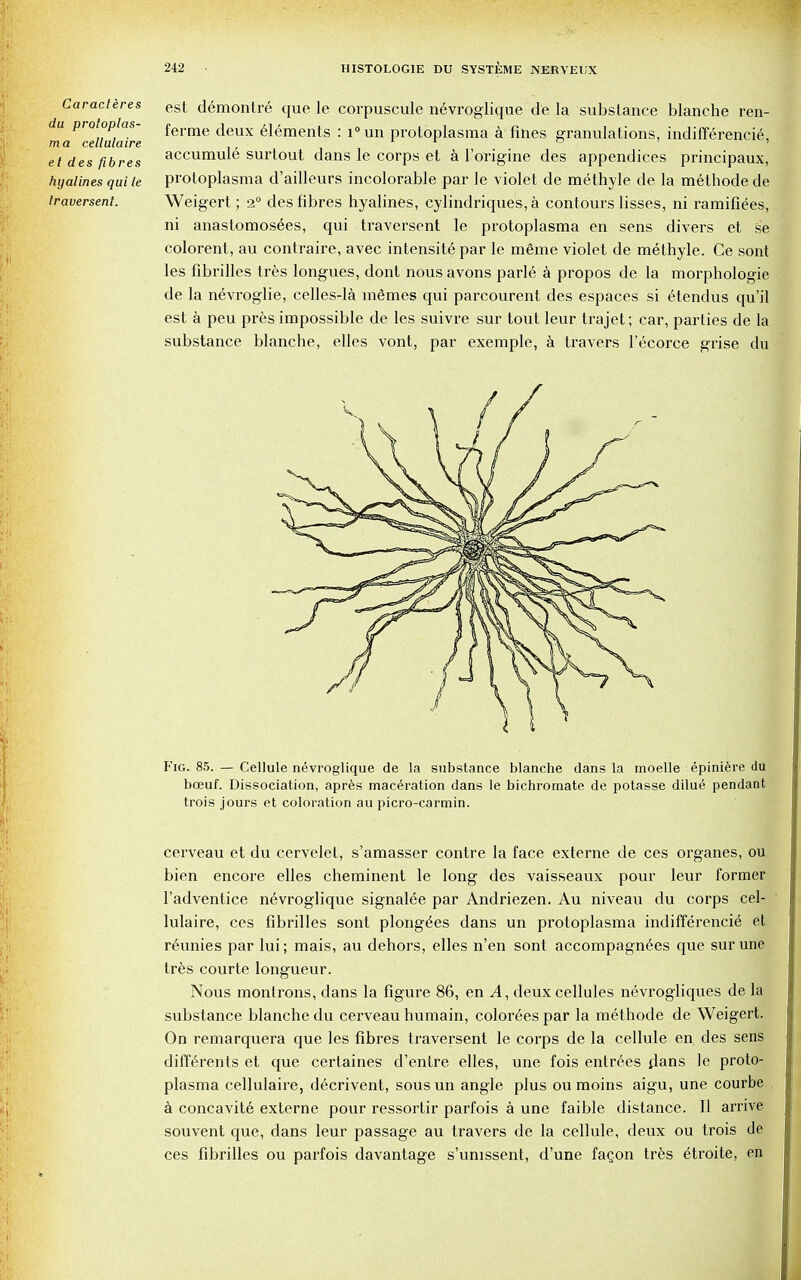 Caracteres du protoplas- ma cellulaire et des fibres hyalines qui le Iraversent. est demontre que le corpuscule nevroglique de la substance blanche ren- ferme deux elements : i°un protoplasma a fines granulations, indifferencie, accumul6 surtout dans le corps et a l'origine des appendices principaux, protoplasma d'ailleurs incolorable par le violet de methyle de la methode de Weigert; 2° des fibres hyalines, cylindriques,a contours lisses, ni ramifiees, ni anastomosees, qui traversent le protoplasma en sens divers et se colorent, au contraire, avec intensite par le mgme violet de methyle. Ce sont les fibrilles tres longues, dont nous avons parle a propos de la morphologie de la nevroglie, celles-la mfimes qui parcourent des espaces si etendus qu'il est a peu pres impossible de les suivre sur tout leur trajet; car, parties de la substance blanche, elles vont, par exemple, a travers l'ecorce grise du Fig. 85. — Cellule nevroglique de la substance blanche dans la moelle epiniere du bceuf. Dissociation, apres maceration dans le bichromate de potasse dilue pendant trois jours et coloration au picro-carmin. cerveau et du cervelet, s'amasser contre la face externe de ces organes, ou bien encore elles cheminent le long des vaisseaux pour leur former l'adventice nevroglique signalee par Andriezen. Au niveau du corps cel- lulaire, ces fibrilles sont plong^es dans un protoplasma indifferencie et reunies par lui; mais, au dehors, elles n'en sont accompagn6es que sur une tres courte longueur. Nous montrons, dans la figure 86, en A, deux cellules nevrogliques de la substance blanche du cerveau humain, colorees par la methode de Weigert. On remarquera que les fibres traversent le corps de la cellule en des sens diff^rents et que certaines d'entre elles, une fois entries dans le proto- plasma cellulaire, decrivent, sousun angle plus oumoins aigu, une courbe a concavit6 externe pour ressortir parfois a une faible distance. II arrive souvent que, dans leur passage au travers de la cellule, deux ou trois de ces fibrilles ou parfois davantage s'unissent, d'une fagon tres ^troite, en