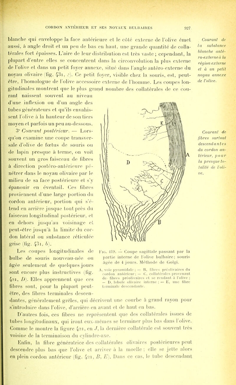 blanche qui cnveloppe la face anlerieure et le cole externe de I'olive emel aussi, a angle droit et un pen de bas en haul, une grande quantite de colla- t6rales fort epaisses. L'aire de leur distribution est Ires vaste ; cependant, la plupart d'entre elles se concentrenl dans la circonvolution la phis externe de I'olive el dans un petit foyer annexe, situe dans Tangle antero-exlerne du noyau olivaire (fig. 43i, c). Ce petit foyer, visible chez la souris, est, peut- elre, l'homologuc de I'olive accessoire externe de l'homme. Les coupes lon- gitudinales montrent que le plus grand nombre des collaterales de ce cou- ranl naissent souvent au niveau d'une inflexion ou d'un angle des tubes generaleurs et qu'ils envahis- senl I'olive a la hauteur de son tiers moyen et parfois un peuau-dessous. 3° Courant posterieur. — Lors- qu'on examine une coupe transver- sale d'olive de foetus de souris ou de lapin presque a terme, on voil souvent un gros faisceau de fibres a direction postero-anlerieure p6- milieu de sa face posterieure et s'y 6panouir en 6ventail. Ces fibres proviennent d'une large portion du cordon anlerieur, portion qui s'e- tend en arriere jusque toutpres du faisceau longitudinal posterieur. el en dehors jusqu'au voisinage et peut-elrc jusqu'a la limite' du cor- don lateral ou substance reticulee grise (fig. 431, b). Les coupes Iongitudinajes de bulbe de souris nouveau-nee ou agee seulement de quelques jours sont encore plus instructives (fig. 421, D). Elles apprennent que ces fibres sont, pour la plupart peut- elre, des fibres terminales descen- dantes, generalement greles, qui decrivent une courbe a grand rayon pour s'introduire dans Tolive, d'arriere en avant et lie haut en bas. D'aulres fois, ces fibres ne representent que des collaterales issues de tubes longitudinaux, qui iront eux-memes se terminer plus bas dans I'olive. Comme le montre la figure 421, en J, la derniere collaterale est souvent tres voisine de la terminaison du cylindre-axe. Enfin, la fibre generalrice des collaterales olivaires posterieures peut descendre plus bas que I'olive el arriver a la moelle ; elle se jette alors en plein cordon anterieur (fig. 42i, B, E). Dans ce cas, le tube descendant Fig. 419. — Coupe sagittale passant par la parlie interne de I'olive bulbaire; souris agee de i jours. Methode de Golgi. A, voie pyramidale j — B, fibres prcolivaires du cordon anterieur; — ('.. collaterales provenant de fibres prcolivaires et se rendant a I'olive ; — D. lobule olivaire interne ; — E, une fibre terminale descendant!'. Courant de la substance blanche ante- ro-externea la region externe el a un petit noyau annexe de Voliue. Courant de fibres surloul descendant es du cordon an- terieur, pour la presque to- lalite de I'oli-