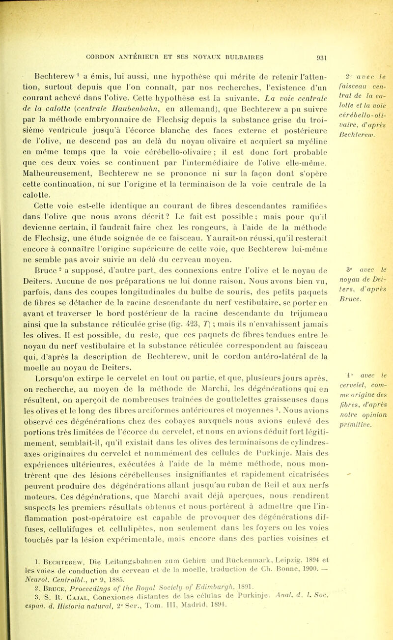 Bechterew 1 a emis, lui aussi, une hypothese qui mdrite de retenir l'atten- tion, surtout depuis que Ton connait, par nos recherches, l'existence d'un courant achev6 dans l'olive. Cette hypothese est la suivante. La voie cenlrale de la calotte (cenlrale Haubenbahn, en allemand), que Bechterew a pu suivre par la methode embryonnaire de Flechsig depuis la substance grise du troi- sieme ventricule jusqu'a l'^corce blanche des faces externe et posterieure de l'olive, ne descend pas au dela du noyau olivaire et acquiert sa myeline en me me temps que la voie cerebello-olivaire; il est done fort probable que ces deux voies se continuent par 1'intermediaire de l'olive elle-meme. Malheureusement, Bechterew ne se prononce ni sur la fagon dont s'opere cette continuation, ni sur 1'origine et la terminaison de la voie centrale de la calotte. Cette voie est-elle identique au courant de fibres descendantes ramifiecs dans l'olive que nous avons decrit? Le fait est possible; mais pour qu'il devienne certain, il faudrait faire chez les rongeurs, a l'aide de la methode de Flechsig, une 6tude soignee de ce faisceau. Yaurait-on reussi,qu'il resterait encore a connaitre 1'origine superieure de cette voie, que Bechterew lui-meme ne semble pas avoir suivie au dela du cerveau moyen. Bruce2 a suppose, d'autre part, des connexions entre l'olive et le noyau de Deiters. Aucune de nos preparations ne lui donne raison. Nous avons bien vu, parfois, dans des coupes longitudinales du bulbe de souris, des petits paquets de fibres se detacher de la racine descendante du nerf vestibulaire, se porter en avant et traverser le bord posterieur de la racine descendante du trijumeau ainsi que la substance reticulee grise (fig. 423, T); mais ils n'envahissent jamais les olives. II est possible, du reste, que ces paquets de fibres tendues entre le noyau du nerf vestibulaire et la substance reticulee correspondent au faisceau qui, d'apres la description de Bechterew, unit le cordon ant^ro-lateral de la moelle au noyau de Deiters. Lorsqu'on extirpe le cervelet en tout ou partie, et que, plusieurs jours apres, on recherche, au moyen de la methode de Marchi, les degenerations qui en resultent, on apergoit de nombreuses trainees de gouttelettes graisseuses dans les olives et le long des fibres arciformes antchueures et moyennes 3. Nous avions observe ces degenerations chez des cobayes auxquels nous avions enleve des portions tres limitees de l'ecorce du cervelet, et nous en avions deduit fort legiti- mement, semblait-il, qu'il existait dans les olives des terminaisons de cylindres- axes originaires du cervelet et nommement des cellules de Purkinje. Mais des experiences ulterieures, executees a l'aide de la meme methode, nous mon- trerent que des lesions cerebelleuses insignifiantes et rapidement cicatrisees peuvent produire des degenerations allant jusqu'au ruban de Reil et aux nerfs moteurs. Ces degenerations, que Marchi avait deja apergues, nous rendirent suspects les premiers resultats obtenus et nous porterent a admeftre que 1'in- flammation post-operatoire est capable de provoquer des degenerations dif- fuses, cellulifuges et cellulipetes, non seulement dans les foyers ou les voies touches par la lesion exp^rimentale, mais encore dans des parties voisines et 2 auec le faisceau cen- tral de la ca- Inlte el la voie cirebello-oli- vaire, d'apris liechlerew. 3 avec le noyau de Dei- ters, d'apres Bruce. i avec le cervelet, conx- me origine des fibres, d'apres noire opinion primitive. 1. Bechterew, Die Leitungsbahnen zum Gehirn unci Riickenmark, Leipzig. 1894 et les voies de conduction du cerveau et de la moelle, traduction de Ch. Bonne. 1900. — Neurol. Centralbl., n 9, 1885. 2. Bruce, Proceedings of I tie Royal Society of Edimburgh, 1891. 3. S. R. Cajal, Conexiones distantes de las celulas de Purkinje. Anal. d. I. Soc. espan. d. Hisloria natural, 2° Ser., Tom. Ill, Madrid, 1894.