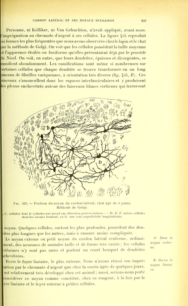 Personne, ni Kolliker, ni Van Gehuchten, n'avait applique, avant nous, ['impregnation au chromate d'argent a ces cellules. La figure 4a5 reproduit !es formes les plus frequentes que nous avons observees chezlelapin etle chat par la m6thode de Golgi. On voitque les cellules possedent la taille moyenne 3t l'apparence etoilee ou fusiforme qu'elles presentaient deja par le procede Je Nissl. On voit, en outre, que leurs dendrites, epaisses et divergentes, se ramifient abondamment. Les ramifications sont m6me si nombreuses sur :ertaines cellules que chaque dendrite se trouve transformee en un long )inceau de fibrilles variqueuses, a orientation tres diverse (fig. 425, B). Ces )inceaux s'amoncellent dans les espaces interfasciculaires el y produisenl ies plexus enchevetres aulour des faisceaux blancs verticaux qui traversenl Fig. 425. — Portion du noyau du cordon lateral; chat age de i jours. Methode de Golgi. , C, cellules donl le cylindre-axe prend uric direction poslero-interne; — D, E, F, autres cellules donl les axones torment, en G, une voie superficielle longitudinale. noyau. Ouelques cellules, surtout les plus profondes, possedent des den- i-ites plus longues que les autres, mais a ramure moins compliquee. Le noyau externe ou petit noyau du cordon lateral renferme, ordinai- ment, des neurones de moindre taille et de forme Ires variee ; les cellules riformes n'y sont pas rares et portent un court bouquet de dendrites ichevelrees. Reste le foyer lineaire, le plus externe. Nous n'avons reussi son impre- cation par le chromate d'argent que chez la souris agee de quelques jours, est relativement Ires developpe chez cet animal; aussi, serions-nous porle considerer ce noyau comme constitue, chez ce rongeur, l\ la fois par le yer lineaire et le foyer externe a petites cellules. 2° Dans le noyau exter- ne. 3° Dans le noyau lineai- re.