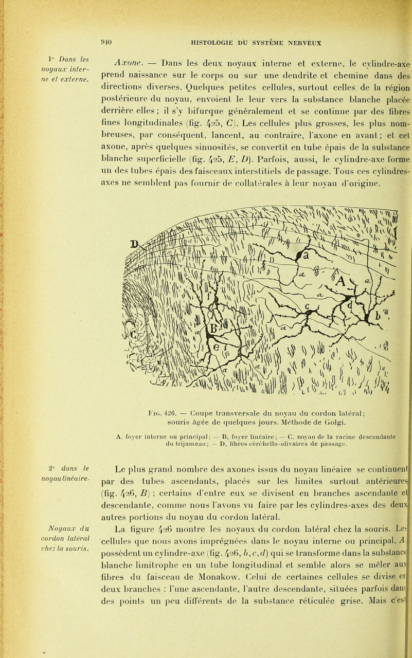 Axone. — Dans les deux noyaux interne et externe, le cylindre-axe noyaux inter- , . ne et externe Prena naissanee sur le corps ou sur une dendrite et chemine dans des directions diverses. Quelques pelites cellules, surtout celles de la region posterieure du noyau, envoient le leur vers la substance blanche placee derriere elles; il s'y bifurque g^neralement et se continue par des fibres fines longitudinales (fig. 4a5, C). Les cellules plus grosses, les plus nom- breuses, par consequent, lancent, au contraire, l'axone en avant; et cet axone, apres quelques sinuosites, se convertit en tube epais de la substance blanche superficielle (fig. 425, E, D). Parfois, aussi, le cylindre-axe forme un des tubes epais des faisceaux interstitiels de passage. Tous ces cylindres- axes ne semblent pas fournir de collaterales a leur noyau d'origine. Fig. 426. — Coupe transversale du noyau du cordon lateral; souris agee de quelques jours. Methode de Golgi. A, foyer interne ou principal; — B, foyer lineaire; — C, noyau de la racine descendante du trijumeau; — D, fibres eerebello-olivaires de passage. 2° dans le Le plus grand nombre des axones issus du noyau lineaire se continuenl noyauliniaire- par tu]jes ascendants, places sur les limites surtout anterieures (fig. 426, B) ; certains d'entre eux se divisent en branches ascendanle el descendante, comme nous 1'avons vu faire par les cylindres-axes des deux autres portions du noyau du cordon lateral. Noyaux du La figure 426 montre les noyaux du cordon lateral chez la souris. Le^ cordon lateral cenuies que nous avons impr6gnees dans le noyau interne ou principal, A. possedenlun cylindre-axe (fig. 426, b,c,d) qui se transforme dans la substance blanche limitrophe en un tube longitudinal et semble alors se meler au.> fibres du faisceau de Monakow. Celui de certaines cellules se divise ei deux branches : l'une ascendante, l'autre descendante, situ^es parfois dam des points un peu dil'ferents de la substance reticulee grise. Mais c'esl chez la souris.