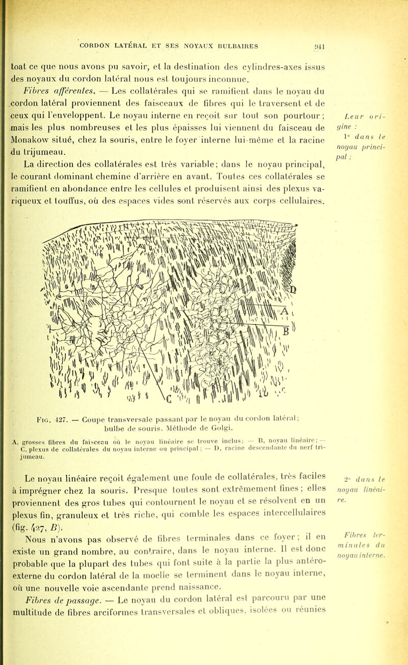 toat ce que nous avons pu savoir, et la destination des cylindres-axes issus des noyaux du cordon lateral nous est toujours inconnue. Fibres a/fe'rentes. — Les collaterales qui se ramifient dans le noyau du cordon lateral proviennent des faisceaux de fibres qui le traversent et de ceux qui l'enveloppent. Le noyau interne en recoit sur tout son pourtour; mais les plus nombreuses et les plus epaisses lui viennent du faisceau de Monakow situe, chez la souris, entre le foyer interne lui-meme et la racine du trijumeau. La direction des collaterales est tres variable; dans le noyau principal, le courant dominant chemine d'arriere en avant. Toutes ces collaterales se ramifient en abondance entre les cellules et produisent ainsi des plexus va- riqueux et touffus, ou des espaces vides sont reserves aux corps cellulaires. Leu r ori- gine : 1° dans le noyau princi- pal ; 4«$ Fig. 427. — Coupe transversale passant par le noyau du cordon lateral; bulbe de souris. Methode de Golgi. A, grosses fibres du faisceau oil le noyau lineaire se trouve inclus; — B, noyau lineaire; — C, plexus de collaterales du noyau interne ou principal; — D, racine descendante du nerf tri- jumeau. Le noyau lineaire recoit egalement uue foule de collaterales, tres faciles a impregner chez la souris. Presque toutes sont extremement fines; elles proviennent des gros tubes qui contournent le noyau et se resolvent en un plexus fin, granuleux et tres riche, qui comble les espaces intercellulaires (fig- 427, B). Nous navons pas observe de fibres terminales dans ce foyer; d en existe un grand nombre, au contraire, dans le noyau interne. II est done probable que la plupart des lubes qui font suite a la parlie la plus antero- externe du cordon lateral de la moelle se lerminent dans le noyau interne, oil une nouvelle voie ascendante prend naissance. Fibres de passage. — Le noyau du cordon lateral est parcouru par une multitude de fibres arciformes transversales et obliques, isolees ou reunies 2° dans le noyau lineai- re. Fibres ter- minates d u noyau interne.