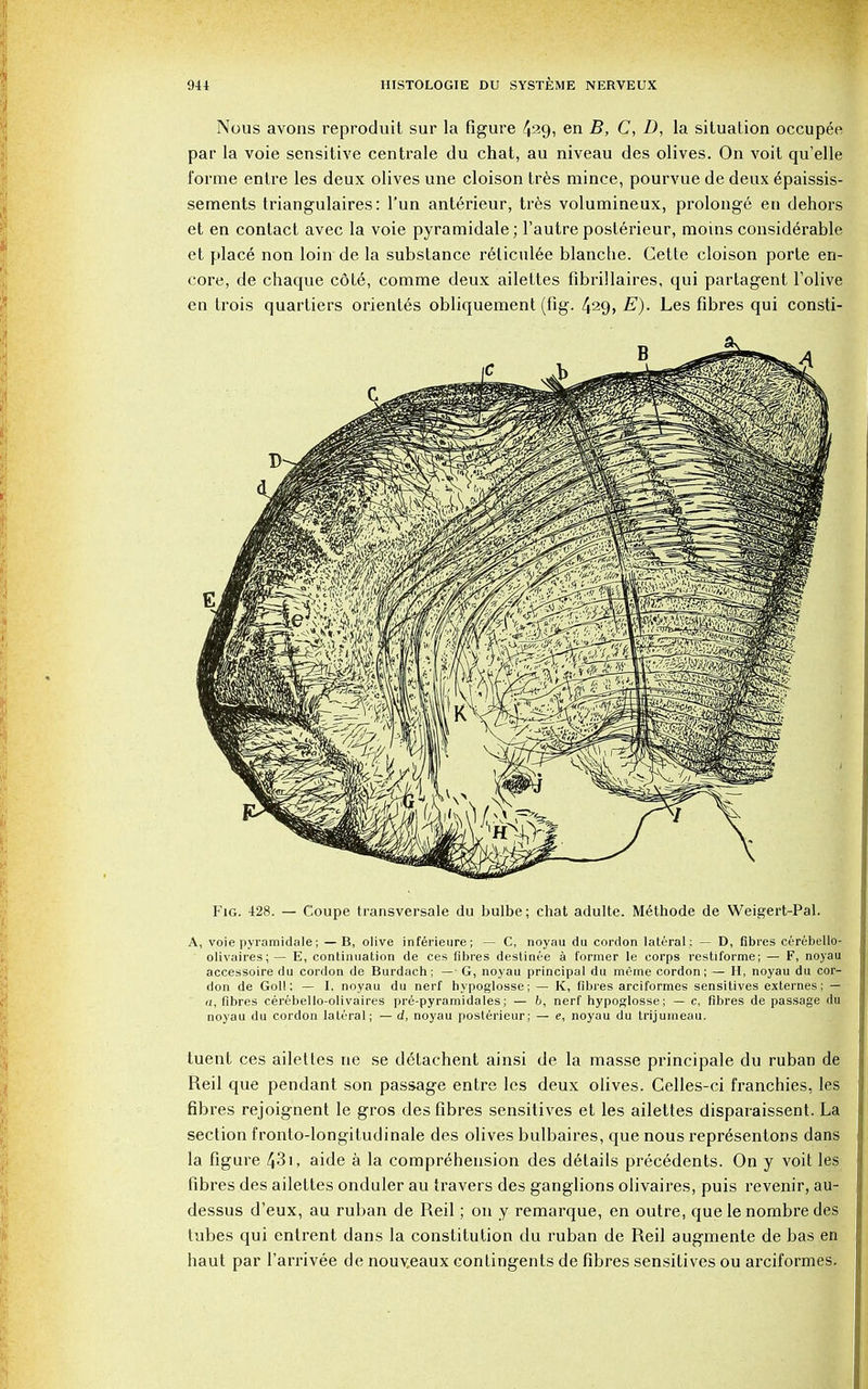 Nous avons reproduit sur la figure 429, en B, C, D, la situation occupee pai la voie sensitive centrale du chat, au niveau des olives. On voit qu'elle forme entre les deux olives une cloison tres mince, pourvue de deux epaissis- sements triangulares: l'un ant6rieur, tres volumineux, prolonge en dehors et en contact avec la voie pyramidale; l'autre posterieur, moins considerable et place non loin de la substance reticulee blanche. Cette cloison porte en- core, de chaque cote, comme deux ailettes fibrillaires, qui partagent l'olive en trois quartiers orientes obliquement (fig. 429, E). Les fibres qui consti- Fig. 428. — Coupe transversale du bulbe; chat adulte. Methode de Weigert-Pal. A, voie pyramidale; —B, olive inferieure; — C, noyau du cordon lateral : — D, fibres cerebello- olivaires;— E, continuation de ces fibres destinee a former le corps restiforme; — F, noyau accessoire du cordon de Burdach; — G, noyau principal du meme cordon; — H, noyau du cor- don de Goll; — I. noyau du nerf hypoglosse; — K, fibres arciformes sensitives externes; — a, fibres cerebello-olivaires pre-pyramidales; — b, nerf hypoglosse; — c, fibres de passage du noyau du cordon lateral; — d, noyau posterieur; — e, noyau du trijumeau. tuent ces ailettes ne se detachent ainsi de la masse principale du ruban de Reil que pendant son passage entre les deux olives. Celles-ci franchies, les fibres rejoignent le gros des fibres sensitives et les ailettes disparaissent. La section fronto-longitudinale des olives bulbaires, que nous representons dans la figure 431, aide a la comprehension des details precedents. On y voit les fibres des ailettes onduler au travers des ganglions olivaires, puis revenir, au- dessus d'eux, au ruban de Reil; on y remarque, en outre, que le nombre des tubes qui entrent dans la constitution du ruban de Reil augmente de bas en haut par Tarrivee de nouveaux contingents de fibres sensitives ou arciformes.