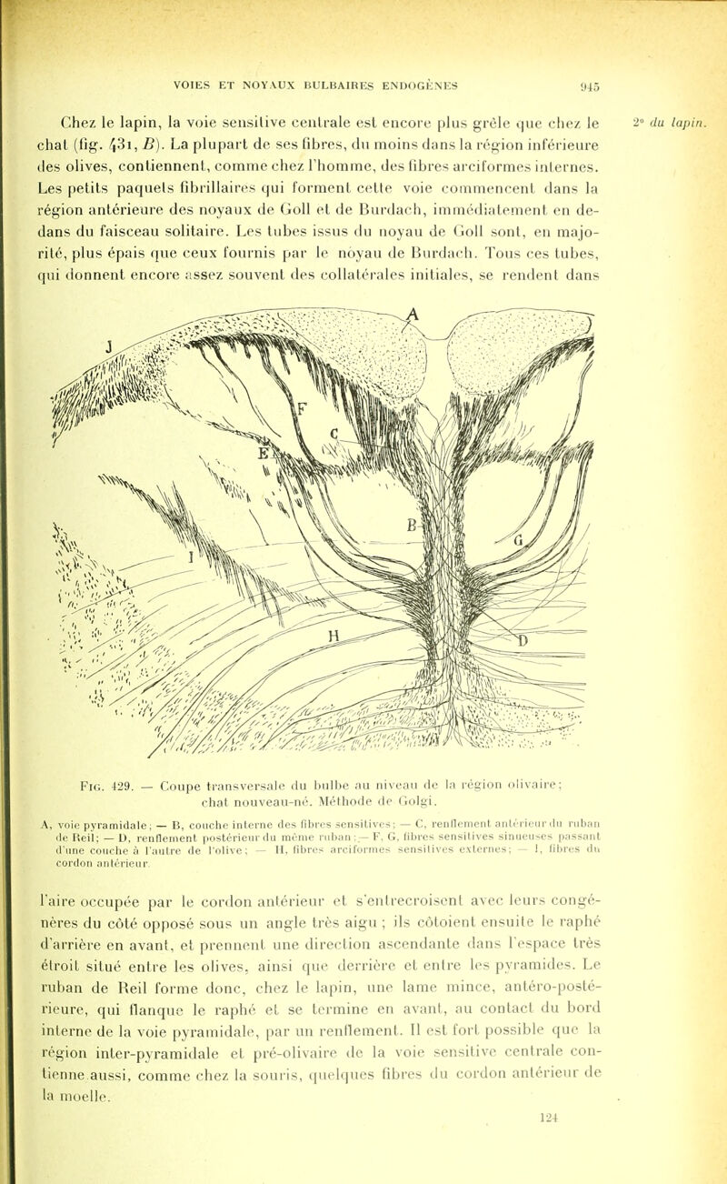 Chez le lapin, la voie sensitive centraie est encore plus grele epic chez le chal (fig. 43i, B). La plupart de ses fibres, du moins dans la region inferieure Jes olives, contiennent, comme chez rhomme, des fibres arciformes internes. Les petits paqnels fibrillaires qui formenl cette voie commencent dans la region anterieure des noyaux de Goll et de Burdach, immediatement en de- dans du faisceau solitaire. Les tubes issus du noyau de Goll sont, en majo- rite, plus epais que ceux fournis par le noyau de Burdach. Tous ces tubes, qui donnent encore assez souvent des collaterals initiales, se rendent dans Fig. 429. — Coupe transversale du bulbe au niveau fie la region olivaire; chat nouveau-ne. Mefhode de Golgi. A, voie pyramidale; — B, couche interne des fibres sensitives; — C, renflement anterieur du ruban de Reil; — D, renflement posterieurdu meme ruban;— F, G, fibres sensitives sinueuses passant d une couche a l'autre de l'olive; — H, fibres arciformes sensilives externes; — I, fibres du cordon anterieur. l'aire occupee par le cordon anterieur et s'entrecroisent avec leurs conge- neres du cote oppose sous un angle tres aigu ; ils cotoient ensuite le raphe d'arriere en avant, et prennent une direction ascendante dans l'espace Ires etroit situe entre les olives, ainsi que derricre et enlre les pyramides. Le ruban de Reil forme done, chez le lapin, une lame mince, antero-poste- rieure, qui flanque le raphe et se termine en avant, au contact du bord interne de la voie pyramidale, par un renflement. II est fort possible que la region inter-pyramidale et pre-olivaire de la voie sensitive centraie con- tienne aussi, comme chez la souris, quelques fibres du cordon anterieur de la moelle. 124