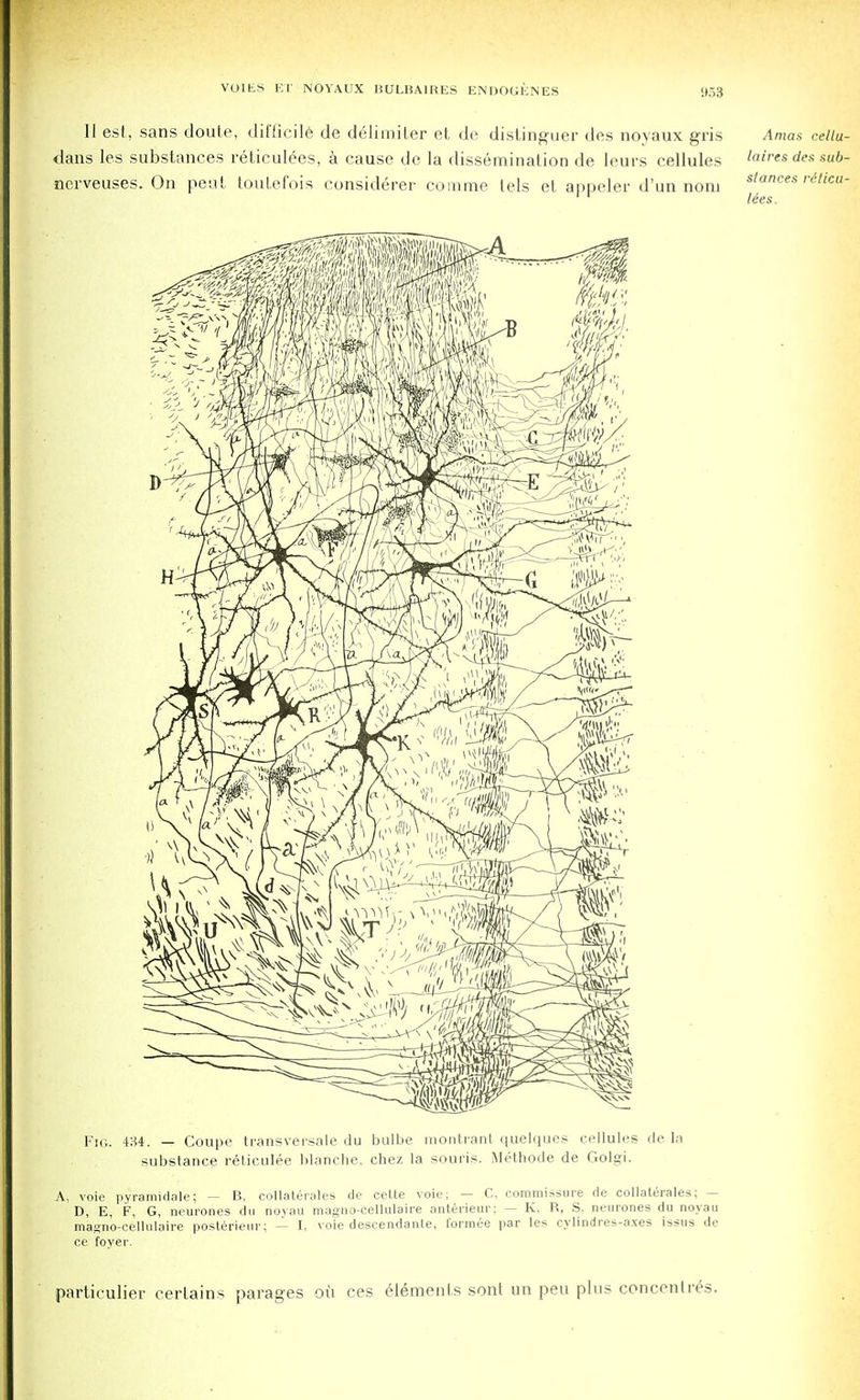 II est, sans doute, difficile de delimiler et de distinguer des noyaux gris Amas cellu- dans les substances reticul6es, a cause de la dissemination de leurs cellules laires des sub- nerveuses. On pent toutefois considerer comme lels et appeler d'un noni stances riiicu- Ues. Fig. 434. — Coupe transversale du bulbe montrant quelques cellules de la substance reticulee blanche, chez la souris. Methode de Golgi. A. voie pyramidale; — B. collaterales de celte voie; — C, commissure de collaterals; - D, E, F, G, neurones du noyau magno-cellulaire anterieur; — K, R, S. neurones du noyau magno-cellulaire posterieur; — I, voie descendant, i'ormee par les cylindres-axes issus de ce foyer. particulier certains parages ou ces elements sont un pen plus concentres.