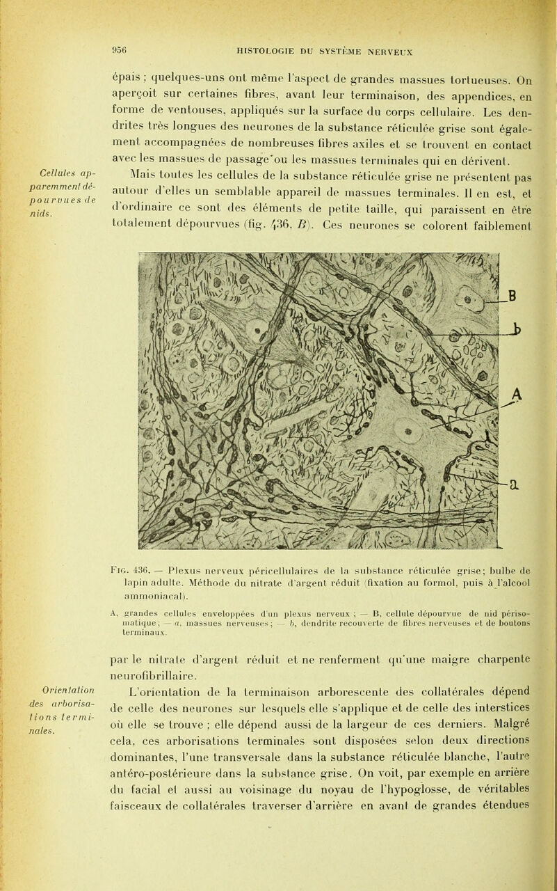 Cellules ap- paremment de- pourvuesde nids. epais ; quelques-uns ont memo l'aspect de grandes massues tortueuses. On apercoit sur certaines fibres, avant leur terminaison, des appendices, en forme de ventouses, appliques sur la surface du corps cellulaire. Les den drites tres longues des neurones de la substance reticulee grise sont egale raent accompagnees de nombreuses fibres axiles et se trouvent en contact avec les massues de passage'ou les massues terminales qui en derivenl. Mais toutes les cellules de la substance reticulee grise ne pre^sentent pas autour defies un semblable appareil de massues terminales. II en est, et d'ordinaire ce sont des elements de petite taille, qui paraissent en etr'e totalement depourvues (fig. ^36, B). Ces neurones se colorent faiblemen1 Fig. 436.— Plexus nerveux pericellulaires de la substance reticulee grise; bulbe de lapin adulte. Methode du nitrate d'argent reduit (fixation au formol, puis a l'alcool ammoniacal). A, grandes cellules enveloppees d un plexus nerveux ; — B, cellule depourvue de nid periso- matique; — a, massues nerveuses; — b, dendrite recouverte de fibres nerveuses et de boutons terminaux. Orientation des arborisa- tions termi- nales. par le nitrate d'argent reduit et ne renferment qu'une maigre charpente neurofibrillaire. L'orientation de la terminaison arborescente des collaterales depend de celle des neurones sur lesquels elle s'applique et de celle des interstices oil elle se trouve ; elle depend aussi de la largeur de ces derniers. Maigre cela, ces arborisations terminales sont disposees selon deux directions dominantes, l'une transversale dans la substance reticulee blanche, l'autre antero-posterieure dans la substance grise. On voit, par exemple en arriere du facial el aussi au voisinage du noyau de Thypoglosse, de veritables faisceaux de collaterales traverser d'arriere en avanf de grandes etendues