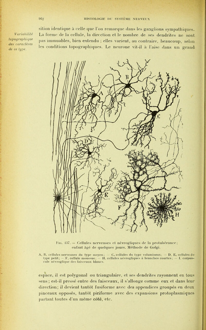 sition identique a celle que Ton rernarque dans les ganglions sympathiques. Variabilite La forme de la cellule, la direction et le nombre de ses dendrites ne sont iopographique pag immuables, bien entendu ; elles varient, au contraire, beaucoup, selon clcs CQrClCl&FBS de ce type ^es condition's topographiques. Le neurone vit-il a I'aise dans un grand Fig. 437. — Cellules nerveuses et nevrogliques de la protuberance; enfant age de quelques jours. Methode de Golgi. A, B, cellules nerveuses du type moyen; — C, cellules rtu type volumineux; — D, E, cellules du type petit; — F, cellule moussue; — H, cellules nevrogliques a branches courtes; — I, corpus- cule nevroglique lies faisceaux blancs. esp'ace, il est polygonal ou triangulaire, et ses dendrites rayonnent en tous sens; est-il presse entre des faisceaux, il s'allonge comme eux et dans leur direction; il devient tantot fusiforme avec des appendices groupes en deux pinceaux opposes, tantot piriforme avec des expansions protoplasmiques partant toutes d'un meme cdte, etc.