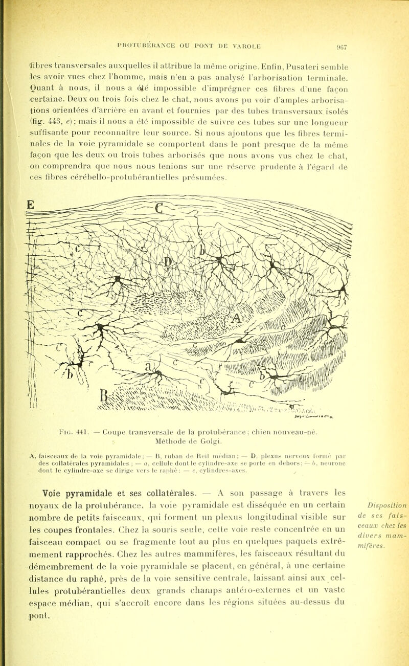 W,7 'fibres transversales auxquelles il attribue la meme origine. Enfin, Pusaleri semble les avoir vues chez I'homme, mais n'en a pas analyse l'arborisation terminate. Ouant a nous, il nous a ote impossible d'impregner ces fibres d une facon certaine. Deuxou trois fois chez le chat, nous avons pu voir d'amples arborisa- tions orientees d'arriere en avant et fournies par des tubes transversaux isoles (fig. 443, e) ; mais il nous a ete impossible de suivre ces tubes sur une longueur suffisante pour reconiiaitre leur source. Si nous ajoulons que les fibres termi- nales de la voie pyramidale se comportent dans le pont presque de la meme lac-on que les deux ou trois tubes arborises que nous avons vus chez le chat, ■on comprendra que nous nous tenions sur une reserve prudente a I'egard de ces fibres cerebello-protuberantielles presumees. Fig. 441. —Coupe transversale de la protuberance; chien uouveau-ne. Methode de Golgi. A, faisceaux de la voie pyramidale; — B, ruban de Reil median; — D. plexus nervcux forme par des collaterales pyramidales ; — a, cellule donl le cylindre-axe se porte en dehors; — b, neurone donl. le cylindre-axe se dirige vers le raphe; — c, cylindres-axes. Voie pyramidale et ses collaterales. - - A son passage a travers les noyaux de la protuberance, la voie pyramidale est dissequee en un certain nombre de petits faisceaux, qui forment un plexus longitudinal visible sur les coupes frontales. Chez la souris seule, celle voie reste concenlree en un faisceau compact ou se fragmente lout au plus en quelques paquels extre- mement rapproches. Chez les autres mammiferes, les faisceaux resultant du demembrement de la voie pyramidale se placenl, en general, a une cerlaine distance du raphe, pres de la voie sensitive centrale. laissanl ainsi aux cel- lules protuberantielles deux grands champs anleio-exlernes el un vastc espace median, qui s'accroit encore dans les regions situees au-dessus du pont. Disposition de scs fais- ceaux chez les divers mam- miferes.