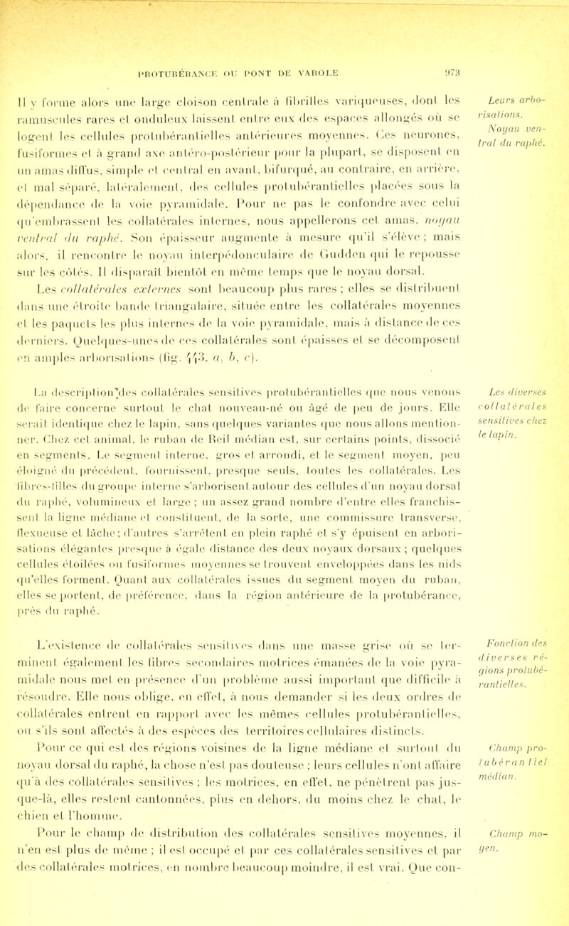 II y forme alors une large cloison centrale a fibrilles variqueuses, dont les Leurs arbo- ramuscules rares el onduleux laissent entre eux des espaces allonges oil se nsahons. i . 11 i . i t . • ii ■ - • ^ „ Nouau ven- loffen les cellules protuberantielles anterieures moyennes. Les neurones, , , , ,. ° 1 Iral du raphe. fusiformes el a grand axe antero-posterieur pour la plupart, se disposenl en un amas diffus, simple el central en avant, bifurque, au contraire, en arriere, el irial separe, lateralement, des cellules protuberantielles placees sons la dependance de la voie pyramidale. Pour ne pas le confondre avec celui qu'embrassenl les collaterales internes, nous appellerons cet amas. noyau ventral 'In raphe. Son epaisseur augmente a mesure qu'il s'eleve ; mais alors. il rencontre le noyau interpeclonculaire de Gudden qui le repousse sur les c6tes. II disparait bientot en meme temps que le noyau dorsal. Les collaterales externes soni beaucoup plus rares; elles se distribuenl dans une etroite bande triangulaire, situee entre les collaterales moyennes el les paquets les plus internes <le la voie pyramidale, mais a distance de ces derniers. Ouelques-unes de ces collaterales son I epaisses el se decomposenl en amples arborisations (fig. 543, n c). La description'des collaterales sensitives protuberantielles que nous venous Les diverges ilr faire concerne surtout le chat nouveau-ne ou age de peu de jours. Kile collatdrales serait identique chez le lapin, sansquelques variantes que nous allons mention- sensitives chez ner. Chez cet animal, le ruban de Reil median est, sin- certains points, dissocie ielapin. en segments. Le segmenl interne, gros et arrondi, et le segment moyen, pen eloigne du precedent, fournissent, presque seuls, toutes les collaterales. Les fibres-filles dugroupe interne s'arborisenlautour des cellules d'un noyau dorsal du raphe, volumineux el large; un assez grand nombre d'entre elles franchis- sent la ligne mediane el constituent, de la sorte, une commissure transverse, flexueuse et lache; d'autres s'arretent en plein raphe et s'y epuisent en arbori- sations elegantes presque a 6gale distance des deux noyaux dorsaux; quelques cellules etoilees ou fusiformes moyennes se trouvent enveloppees dans les nids qu'elles I'orment. Quanl aux collaterales issues du segmenl, moyen du ruban, elles se portent, de preference, dans la region anterieure de la protub6rance, pres du raphe*. L'exislenee de collaterales sensitives dans une masse grise oil se ter- Fonction des in in en I egalemenl les fibres secondaires motrices emanees de la voie pyra- ivei ses i e- a t _ . . gions prolube- midale nous met en presence (Tun probleme aussi important que difficile a rantielles resoudre. Kile nous oblige, en effet, a nous demander si les deux ordres de collaterales entrenl en rapporl avec les memes cellules protuberantielles, ou s'ils soul affectes a des especes des territoires cellulaires distincts. Pour ce qui est des regions voisines dc la ligne mediane el surtoul du Champ pro- noyau dorsal du raphe, la chose n'esl pas douteusc ; leurs cellules n'onl affaire qua des collaterales sensitives ; les motrices, en effet, ne penetrenl pas jus- que-la, elles restent cantonnees, pius en dehors, du moins chez le chat, le chien el I'homme. Pour le champ de distribution des collaterales sensitives moyennes, il Champ mo- n'en est plus de meme ; il esl oceupe el par ces collaterales sensitives et par Uen- des collaterales mot rices, en nombre beaucoup moindre, il est vrai. Que con- luberan liel median.