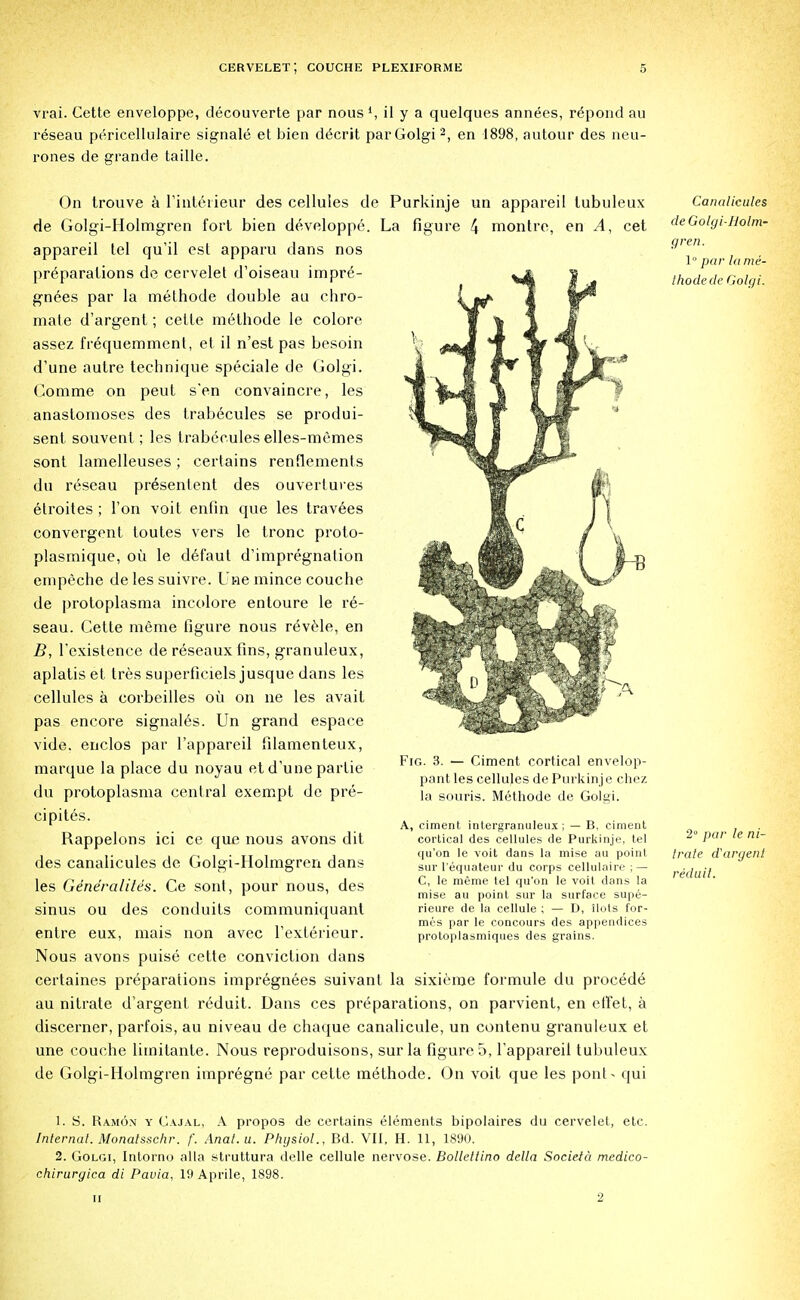 vrai. Cette enveloppe, decouverte par nous l, il y a quelques annees, r^pond au reseau pericellulaire signale et bien d6crit parGolgi2, en 1898, autour des neu- rones de grande taille. On trouve a l'inteiieur des cellules de Purkinje un appareil lubuleux de Golgi-Holmgren fort bien developpe. La figure 4 niontre, en A, cet appareil tel qu'il est apparu dans nos preparations de cervelet d'oiseau impre- gnees par la methode double au chro- male d'argent; cette methode le colore assez frequemment, et il n'est pas besoin d'une autre technique speciale de Golgi. Gomme on peut s'en convaincre, les anastomoses des trabecules se produi- sent souvent; les trabecules elles-memes sont lamelleuses ; certains renflements du reseau presenlent des ouvertures etroites ; Ton voit enfin que les travees convergent toutes vers le tronc proto- plasmique, oil le defaut d'impregnalion empeche de les suivre. Uae mince couche de protoplasma incolore entoure le re- seau. Cette meme figure nous revele, en B, l'cxistence de reseaux fins, granuleux, aplatis et tres superficiels jusque dans les cellules a corbeilles oil on ne les avait pas encore signales. Un grand espace vide, enclos par l'appareil filamenteux, marque la place du noyau et d'une partie du protoplasma central exempt de pre- cipites. Rappelons ici ce que nous avons dit Fig. 3. — Ciment cortical envelop- pant les cellules de Purkin je chez la souris. Methode de Golgi. des canalicules de Golgi-Holmgren dans A, ciment intergranuleux; — B, ciment cortical des cellules de Purkinje, tel qu'on le voit dans la mise au point sur l'equateur du corps cellulaire ; — C, le meme tel qu'on le voit clans la mise au point sur la surface supe- rieure de la cellule ; — D, ilots for- mes par le concours des appendices protoplasmiques des grains. les Generalites. Ce sont, pour nous, des sinus ou des conduits communiquant entre eux, mais non avec rexterieur. Nous avons puise cette conviction dans certaines preparations impregnees suivant la sixieme formule du procede au nitrate d'argent reduit. Dans ces preparations, on parvient, en etFet, a discerner, parfois, au niveau de chaque canalicule, un contenu granuleux et une couche limitante. Nous reproduisons, sur la figure 5, l'appareil tubuleux de Golgi-Holmgren impregne par cette methode. On voit que les pont- qui Canalicules de Golgi-Holm- gren. \ par la me- thode de Golgi. 2° par le ni- trate d'argent reduit. 1. S. Ra.m6\ y Cajal, A propos de certains elements bipolaires du cervelet, etc. Internal. Monatsschr. f. Anal.u. Physiol., Bd. VII, H. 11, 1890. 2. Golgi, Intorno alia struttura delle cellule nervose. Bolleltino della Societa medico- chirurgica di Pavia, 1!) Aprile, 1898. ii 2