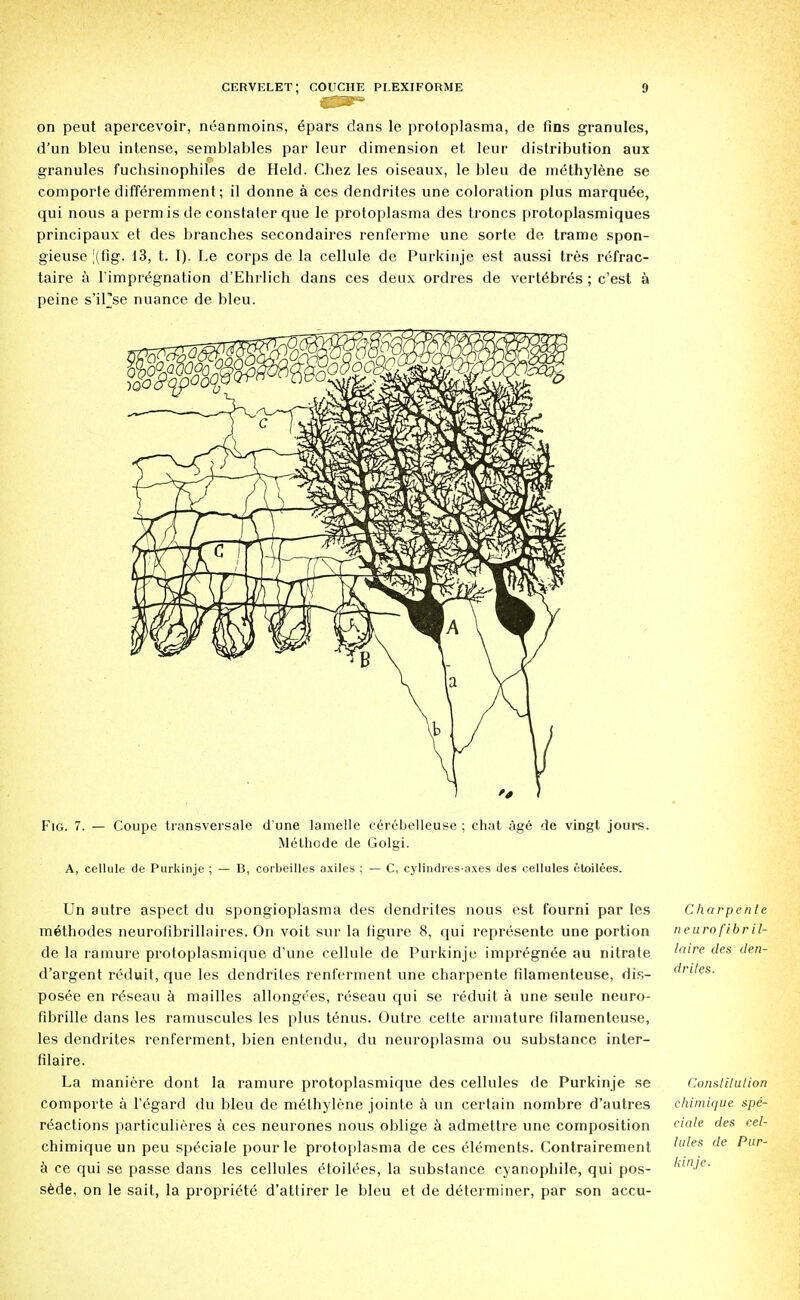 on peut apercevoir, ncanmoins, 6pars dans le protoplasma, de fins granules, d'un bleu intense, semblables par leur dimension et leur distribution aux granules fuchsinophiles de Held. Chez les oiseaux, le bleu de methylene se comporte differemment; il donne a ces dendrites une coloration plus marquee, qui nous a perm is de constater que le protoplasma des troncs protoplasmiques principaux et des branches secondaires renferme une sorte de trame spon- gieuse [(fig. 13, t. I). Le corps de la cellule de Purkinje est aussi tres refrac- taire a limpr^gnation d'Ehrlich dans ces deux ordres de vertebres ; c'est a peine s'il'se nuance de bleu. Fig. 7. — Coupe transversale d'une lamelle cerebelleuse ; chat age de vingt jours. Melhode de Golgi. A, cellule de Purkinje ; — B, corbeilles axiles ; — C, cylindres-axes des cellules etoilees. Un autre aspect du spongioplasma des dendrites nous est fourni par les Charpente m^thodes neurofibrillaires. On voit sur la figure 8, qui represente une portion neurofibril- de la ramure protoplasmique d'une cellule de Purkinje impregnee au nitrate !'re cles cien' d'argent reduit, que les dendrites renferment une charpente filamenteuse, dis- Writes. posee en r^seau a mailles allongees, r^seau qui se reduit a une seule neuro- fibrille dans les ramuscules les plus tenus. Outre cette armature filamenteuse, les dendrites renferment, bien entendu, du neuroplasma ou substance inter- filaire. La maniere dont la ramure protoplasmique des cellules de Purkinje se Constitution comporte a 1'egard du bleu de methylene jointe a un certain nombre d'autres chimique spe- r^actions particulieres a ces neurones nous oblige a admettre une composition CJa'e </es cel~ chimique un peu speciale pour le protoplasma de ces elements. Contrairement lales (le Pur~ a ce qui se passe dans les cellules etoilees, la substance cyanophile, qui pos- sede, on le sait, la propritHe d'attirer le bleu et de determiner, par son accu- kinje.