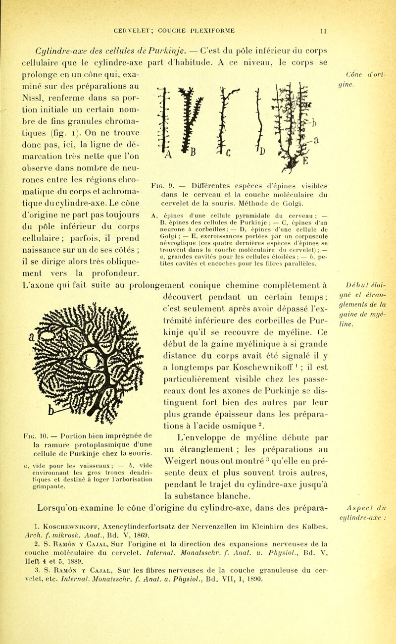 ■a r \ J Fig. 9. — DUTe rentes especes d'epines visibles dans le cerveau et la couche nioleculaire du cervelet de la souris. M6thode de Golgi. A, epines d'une cellule pyramidale du cerveau ; — B, epines des cellules de Purkinje ; — C, epines d'un neurone a corbeilles ;— D, epines d'une cellule de Golgi ; — E, excroissances portees par un corpuscule nevroglique (ces qualre dernieres especes d'epines se Irouvent dans la couche nioleculaire du cervelet); — «, grandes cavites pour les cellules etoilees ; — b, pe- tites cavites et encoclies pour les fibres paralleles. Cylindre-axe des cellules de Purkinje. — C'est du pole inferieurdu corps cellulaire que le cylindre-axe part d'habitude. A cc niveau, le corps se prolonge en un cone qui, exa- mine sur des preparations au Nissl, renf'erme dans sa por- tion initiale un certain nom- bre de fins granules chroma- liques (fig. 1). On ne trouve done pas, ici, la ligne de de- marcation Ires nette que Ton observe dans nombre de neu- rones enlre les regions chro- matique du corps et achroma- tique du cylindre-axe. Le cone d'origine ne part pas toujours du p6le inferieur du corps cellulaire; parfois, il prend naissance sur un de ses cotes ; il se dirige alors tres oblique- ment vers la profondeur. L'axone qui fait suite au prolongement conique cbemine completcment a decouvert pendant un certain temps; c'est seulement apres avoir depasse l'ex- tremite inferieure des corbeilles de Pur- kinje qu'il se recouvre de myeline. Ce debut de la gaine myelinique a si grande distance du corps avait ete signale il y a longtemps par Koschewnikoff ' ; il est particulierement visible chez les passe- reaux dont les axones de Purkinje se dis- tinguent fort bien des autres par leur plus grande epaisseur dans les prepara- tions a l'acide osmique 2. L'enveloppe de myeline debute par un etranglement ; les preparations au Weigert nous ont montre :) qu'elle en pre- sente deux et plus souvent trois autres, pendant le trajet du cylindre-axe jusqu'a la substance blancbe. Lorsqu'on examine le cone d'origine du cylindre-axe, dans des prepara- 1. Koschewnikoff, Axencylinderfortsatz der Nervenzellen im KIcinhirn des Kalbes. Arch. f. mikrosk. Anal., Bd. V, 1869. 2. S. Ramon y Cajal, Sur l'origine et la direclion des expansions nerveuses de la couche nioleculaire du cervelet. lnlernat. Monalsschr. f. Anal. u. Physiol., Bd. V, Heft 4 et 5, 1889. 3. S. Ramon y Cajal, Sur les fibres nerveuses de la couche granuleuse du cer- velet, etc. Internal. Monalsschr. f. Anat. a. Physiol., Bd. VII, 1, 1890. Fig. 10. — Portion bicn impregnee de la ramure protoplasmique d'une cellule de Purkinje chez la souris. n, vide pour les vaisseaux; — b, vide environnant les gros troncs dendri- liques et destine a loger l arborisation grirnpanle. Cone d'nri- rjine. Debut eloi- gned et elran- glemenls de la gaine de mye- line. Aspect du cylindre-axe :