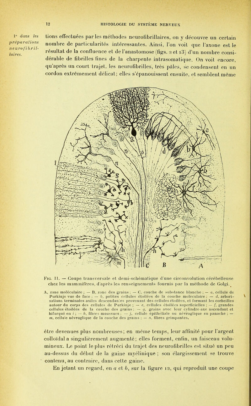 tions effectuees par les raethodes neurofibrillaires, on y decouvre un certain nombre de particularity interessantes. Ainsi, Ton voit que l'axone est le r6sultat de la confluence et de l'anastomose (figs. 2 et i3) d'un nombre consi- derable de fibrilles fines de la charpente intrasomatique. On voit encore, qu'apres un court trajet, les neurofibrilles, tres pales, se condensent en un cordon extremement delicat; elles s'epanouissent ensuite, et semblent meme Fig. 11. — Coupe transversale et demi-schematicjue d une circonvolution cerebelleuse chez les mammii'eres, d'apres les renseignements fournis par la methode de Golgi. A, zone moleculaire ; — B, zone des grains ; — C, couche de substance blanche ; — a, cellule de Purkinje vue de face; — b, petites cellules etoilees de la couche moleculaire; — d, arbori- sations terminales axiles descendants provenant des cellules etoilees, et formanl les corbeilles autour du corps des cellules de Purkinje ; — e, cellules etoilees superficielles ; — f, grandes cellules etoilees de la couche des grains ; — g, grains avec leur cylindre-axe ascendant et bifurque en i ; — fibres moussues ; — j, cellule epitheliale ou nevroglique en panache ; — m, cellule nevroglique de la couche des grains ; — n, fibres grimpantes. etre devenues plus nombreuses; en m6me temps, leur affinite pour l'argent colloidal a singulierement augment6; elles forment, enfin, un faisceau volu- mineux. Le point le plus retreci du trajet des neurofibrilles est situe un peu au-dessus du debut de la gaine myelinique ; son elargissement se trouve contenu, au contraire, dans cette gaine. En jetant un regard, en a et b, sur la figure 12, qui reproduit une coupe 1 dans les preparations neurofibril- laires.