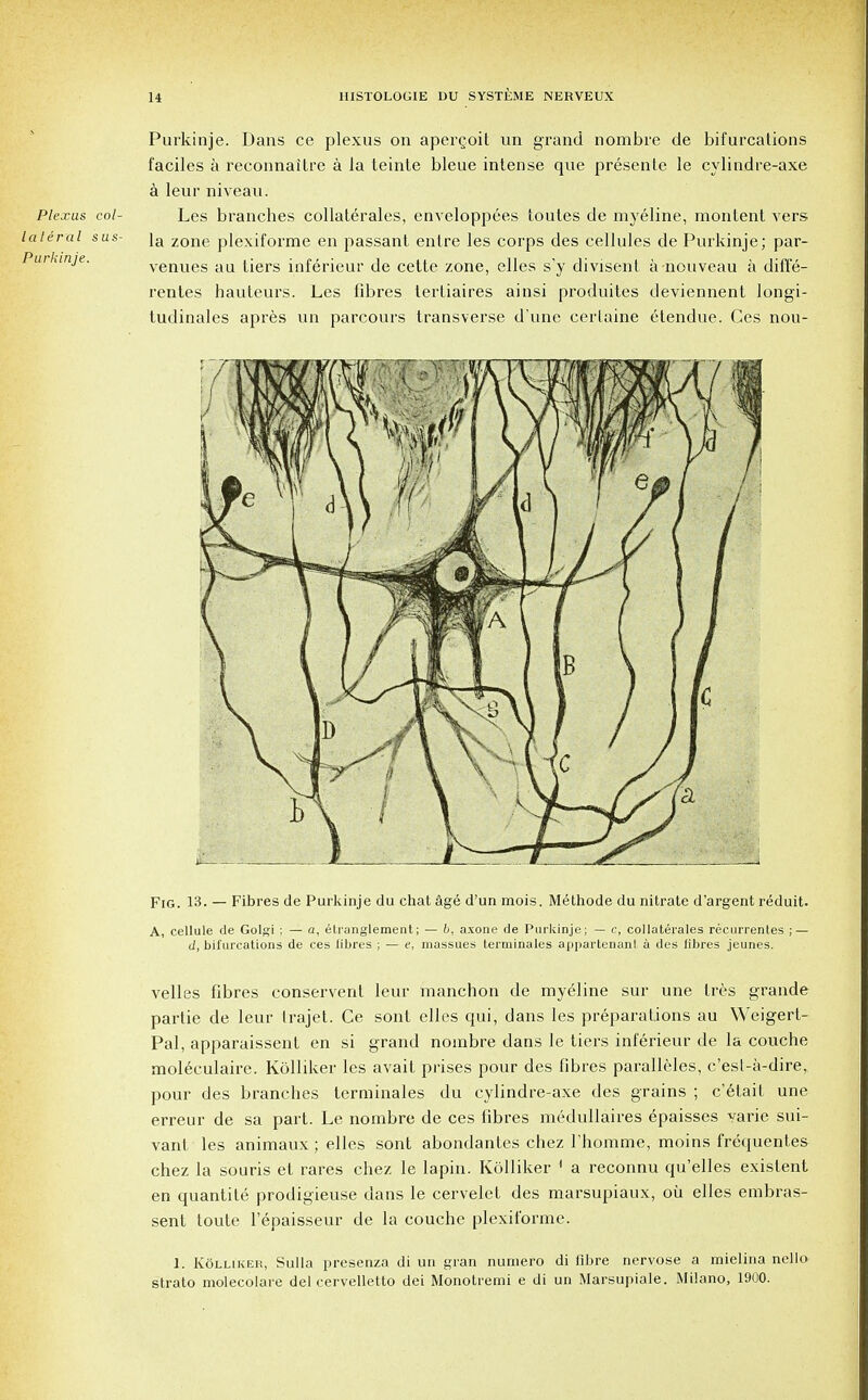 Purkinje. Dans ce plexus on apergoit un grand nombre de bifurcations faciles a reconnaitre a la teinte bleue intense que presente le cylindre-axe a leur niveau. Plexus col- Les branches collaterals, enveloppees toutes de myeline, montent vers itiral sus- \a zone plexiforme en passant entre les corps des cellules de Purkinje; par- urkinje. venues au tiers inferieur de cette zone, elles s'y divisent a-nouveau a diffe- rentes hauteurs. Les fibres tertiaires ainsi produites deviennent longi- tudinales apres un parcours transverse d'une cerlaine etendue. Ces nou- FiG. 13. — Fibres de Purkinje du chat age d'un mois. Methode du nitrate d'argent reduit. A, cellule de Golgi ; — a, etranglement; — l>, axone de Purkinje; — c, collaterals recurrentes ; — J, bifurcations de ces fibres ; — e, massues terminates appartenanl a des fibres jeunes. velles fibres conservent leur manchon de myeline sur une tres grande partie de leur Irajet. Ce sont elles qui, dans les preparations au Weigert- Pal, apparaissent en si grand noinbre dans le tiers inferieur de la couche moleculaire. Kolliker les avait prises pour des fibres paralleles, c'est-a-dire, pour des branches terminates du cylindre-axe des grains ; c'elaif une erreur de sa part. Le nombre de ces fibres medullaires epaisses varie sui- vant les animaux ; elles sont abondantes chez Thomme, moins frequentes chez la souris et rares chez le lapin. Kolliker 1 a reconnu qu'elles existent en quantite prodigieuse dans le cervelet des marsupiaux, oil elles embras- sent toute l'epaisseur de la couche plexiforme. 1. Kolliker, Sulla presenza di un gran numero di fibre nervose a raielina nello strato moleeolare del cervelletto dei Monotremi e di un Marsupiale. Milano, 1900.