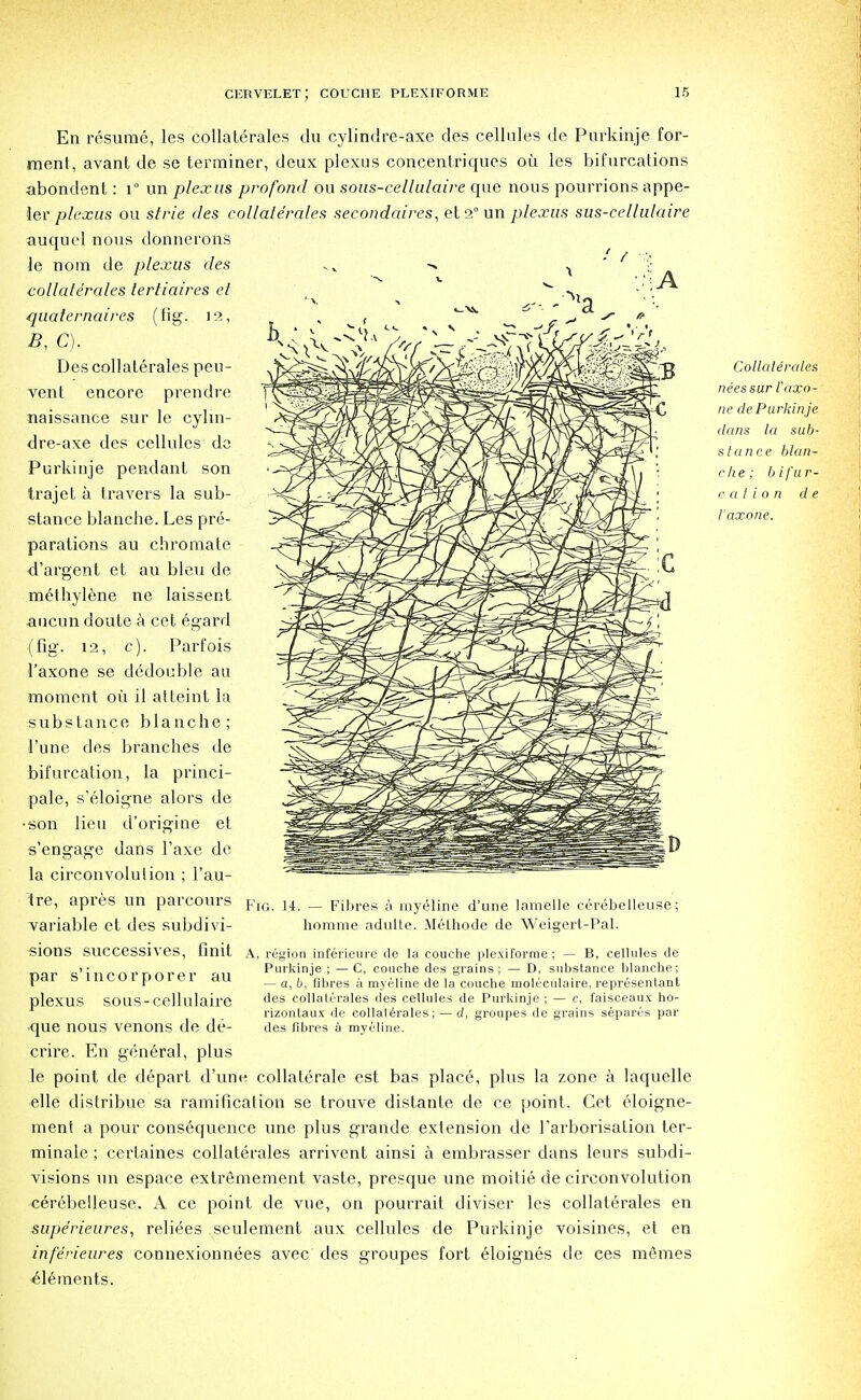 En resume, les collaterales du cylindre-axe des cellules de Purkinje for- ment, avant de se terminer, deux plexus concentriques ou les bifurcations abondent: i° un plexus profond ou sous-cellulaire que nous pourrions appe- ler plexus ou strie des eollale'rales secondaires, et2°un plexus sus-cellulaire auquel nous donnerons le nom de plexus des collaterales tertiaires el quaternaires (fig. 12, B, C). Des collaterales peu- vent encore prendre naissance sur le cylin- dre-axe des cellules de Purkinje pendant son trajet a travers la sub- stance blanche. Les pre- parations au chromate d'argent et au bleu de methylene ne laissent aucun doute a cet egard (fig. 12, c). Parfois l'axone se dedouble au moment oil il atteint la substance blanche; 1'une des branches de bifurcation, la princi- pale, s'eloigne alors de •son lieu d'origine et s'engage dans l'axe de la circonvolution ; l'au- tre, apres un parcours variable et des subdivi- sions successives, finit par s'incorporer au plexus sous-cellulaire ■que nous venons de de- crire. En general, plus le point de depart d'une collaterale est bas place, plus la zone a Iaquelle elle distribue sa ramification se trouve distante de ce point. Cet eloigne- ment a pour consequence une plus grande extension de rarborisalion ter- minate ; certaines collaterales arrivent ainsi a embrasser dans leurs subdi- visions un espace extremement vaste, presque une moitie de circonvolution cerebelleuse. A ce point de vue, on pourrait diviser les collaterales en supe'rieures, relives seulement aux cellules de Purkinje voisines, et en inferieures connexionnees avec des groupes fort eloignes de ces m£mes Elements. Fig. 14. — Fibres a myeline d'une lamelle cerebelleuse; horame adulte. Melhode de Weigert-Pal. A, region inferieure de la couche plexiforme; — B, cellules de Purkinje ; — C, couche des grains ; — D, substance blanche; — a, b, fibres a myeline de la couche moleculaire, representant des collaterales des cellules de Purkinje ; — c, faisceaux ho- rizontaux de collaterales; — d, groupes de grains separes par des fibres a myeline. Collaterales neessur l'axo- ne de Purkinje dans la sub- stance blan- che; bifur- cation d e l'axone.