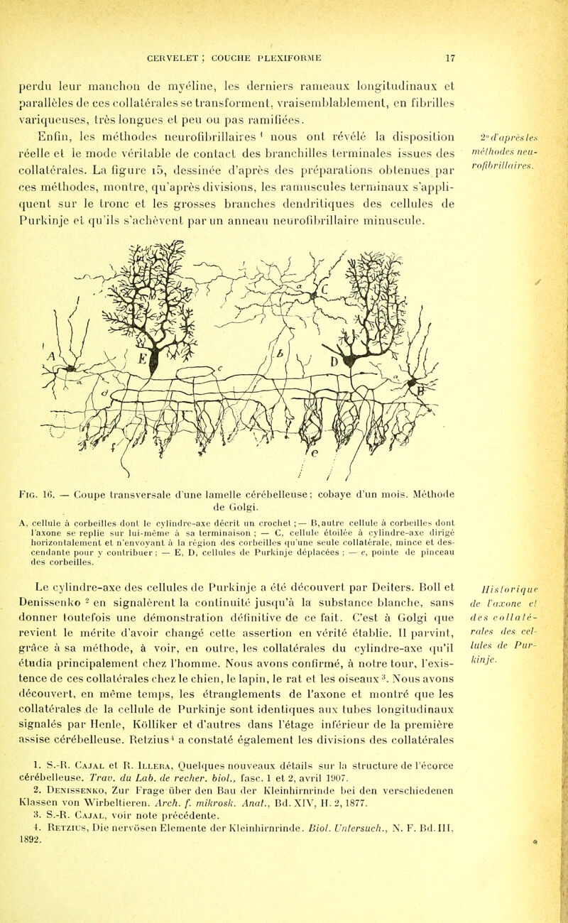 perdu leur mauchon de myeline, les derniers rameaux longitudinaux et paralleles de ces collaterales se transformer)!, vraisemblablement, en fibrilles variqueuses, h'es longues el peu ou pas ramifiees. Enfin, les methodes neurofibrillaires 1 nous out revele la disposition r6elle et le mode veritable de contact des branchilles terminales issues des collalerales. La figure i5, dessinee d'apres des preparations obtenues par ces methodes, montre, qu'apres divisions, les ramuscules terminaux s'appli- quent sur le tronc et les grosses branches dendritiques des cellules de Purkinje et qu'ils s'achevent parun anneau neurofibrillaire minuscule. Fig. 16. — Coupe transversale d une lamelle cerebelleuse; cobaye d'un mois. Melhode A, cellule a corbeilles dont le cylindre-axe decrit un crochel ;— B,autre cellule a corbedles dont l'axone se replie sur lui-meme a sa terminaison ; — C, cellule 6toilee a cylindre-axe dirige horizontalement et n'envoyant a la region des corbeilles qu'une seule collaterale, mince et des- cendante pour y contribuer ; — E, D, cellules de Purkinje d6placees ; — e, pointe de pinceau des corbeilles. Le cylindre-axe des cellules de Purkinje a ete d^couvert par Deiters. Boll et Denissenko 2 en signalerent la continuite jusqu'a la substance blanche, sans donner toutefois une demonstration definitive de ce fait. C'est a Golgi que revient le me>ite d'avoir change cette assertion en v6rite 6tablie. II parvint, grace a sa methode, a voir, en outre, les collaterales du cylindre-axe qu'il etudia principalement chez l'homme. Nous avons confirme, a notre tour, l'exis- tence de ces collaterales chez le chien, le lapin, le rat et les oiseaux3. Nous avons decouvert, en meme temps, les 6tranglements de l'axone et montre que les collaterales de la cellule de Purkinje sont identiques aux tubes longitudinaux signales par Henle, Kolliker et d'autres dans l'etage inferieur de la premiere assise cerebelleuse. Retzius '1 a constat6 egalement les divisions des collaterales 1. S.-R. Cajal et R. Illera, Ouelques nouveaux details sur la structure de l'ecorce cerebelleuse. Trav. du Lab. de recher. biol., fasc. 1 et 2, avril 1907. 2. Denissenko, Zur Frage tiber den Bau der Kleinhirnrinde bei den verschiedencn Klassen von Wirbeltieren. Arch. f. mikrosk. Anat., Bd. XIV, H. 2, 1877. 3. S.-R. Cajal, voir note precedente. 4. Retzius, Die nervosen Elemente der Kleinhirnrinde. Biol. Untersuch., N. F. Bd. Ill, 2° d'apres les mithodes neu- rofibrillaires. Historique de l'axone el des collale- rales des cel- lules de Pur- kinje. 1892.